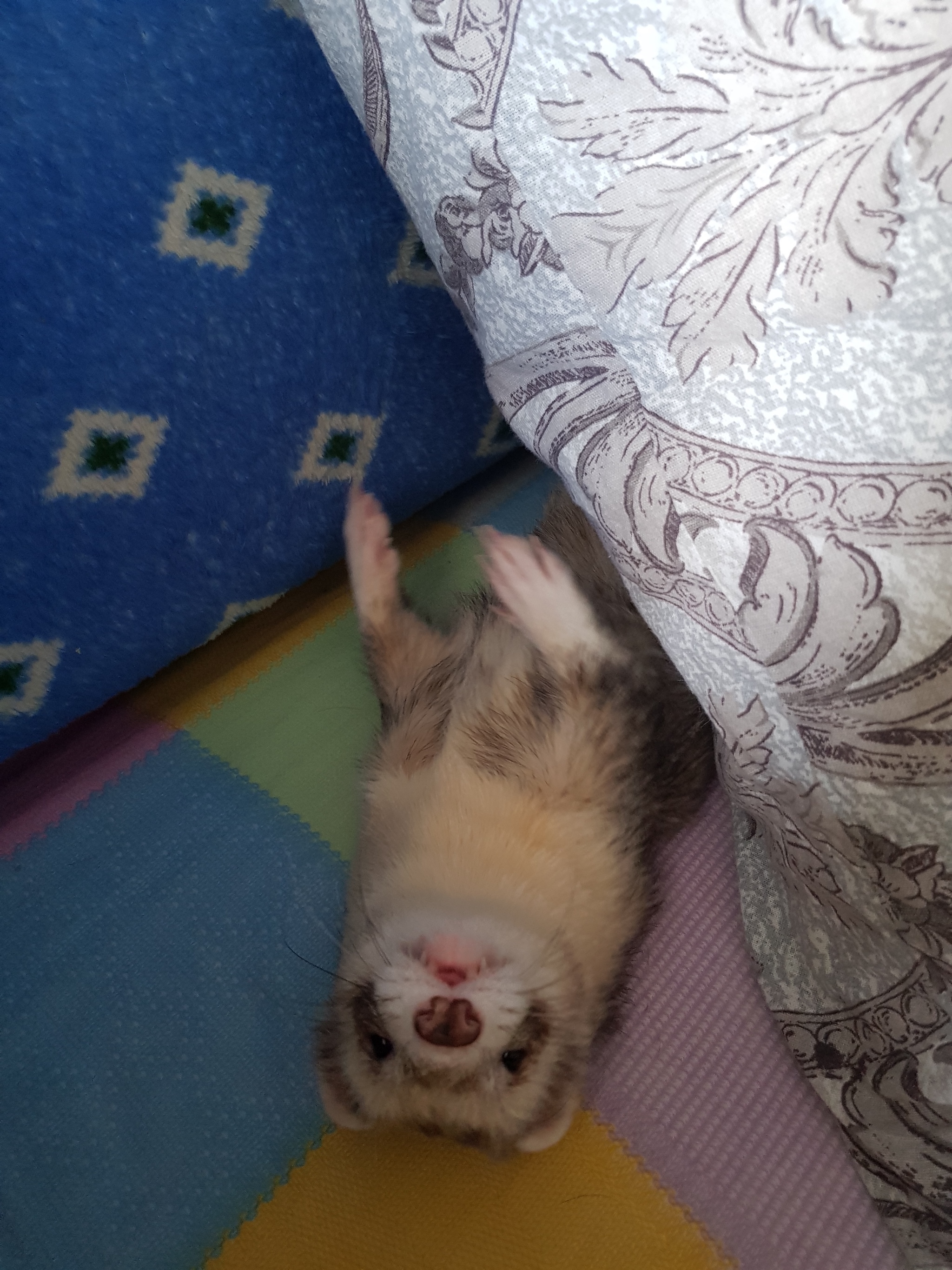 There's a ferret in the house :) - My, Ferret, Milota, Fluffy, Animals, Pet, Pets, Longpost, Video