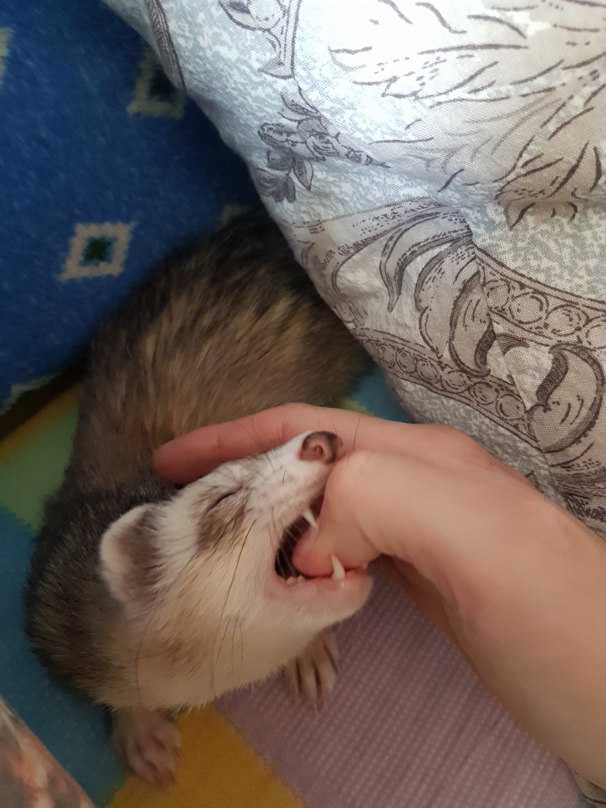 There's a ferret in the house :) - My, Ferret, Milota, Fluffy, Animals, Pet, Pets, Longpost, Video