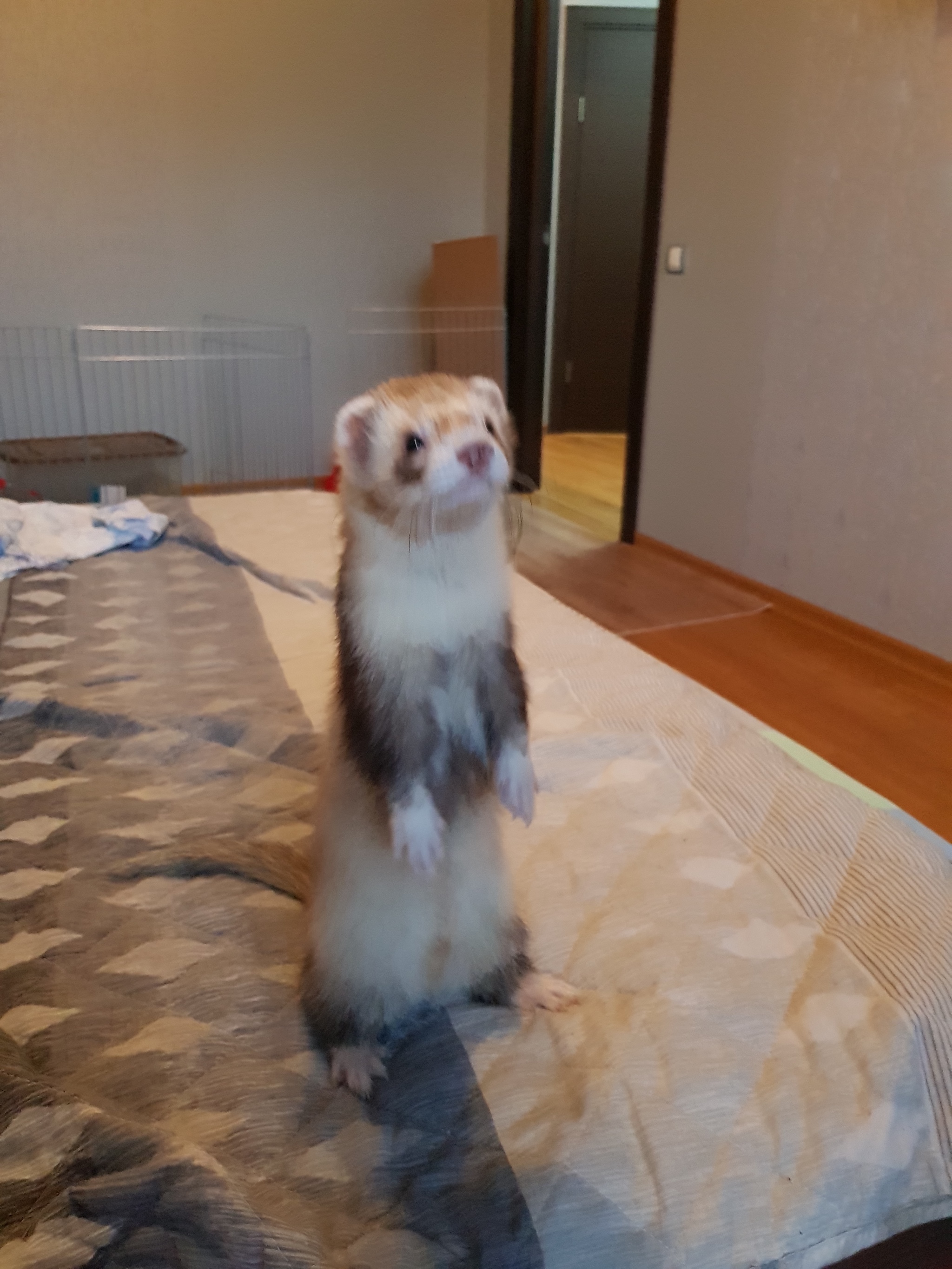 There's a ferret in the house :) - My, Ferret, Milota, Fluffy, Animals, Pet, Pets, Longpost, Video