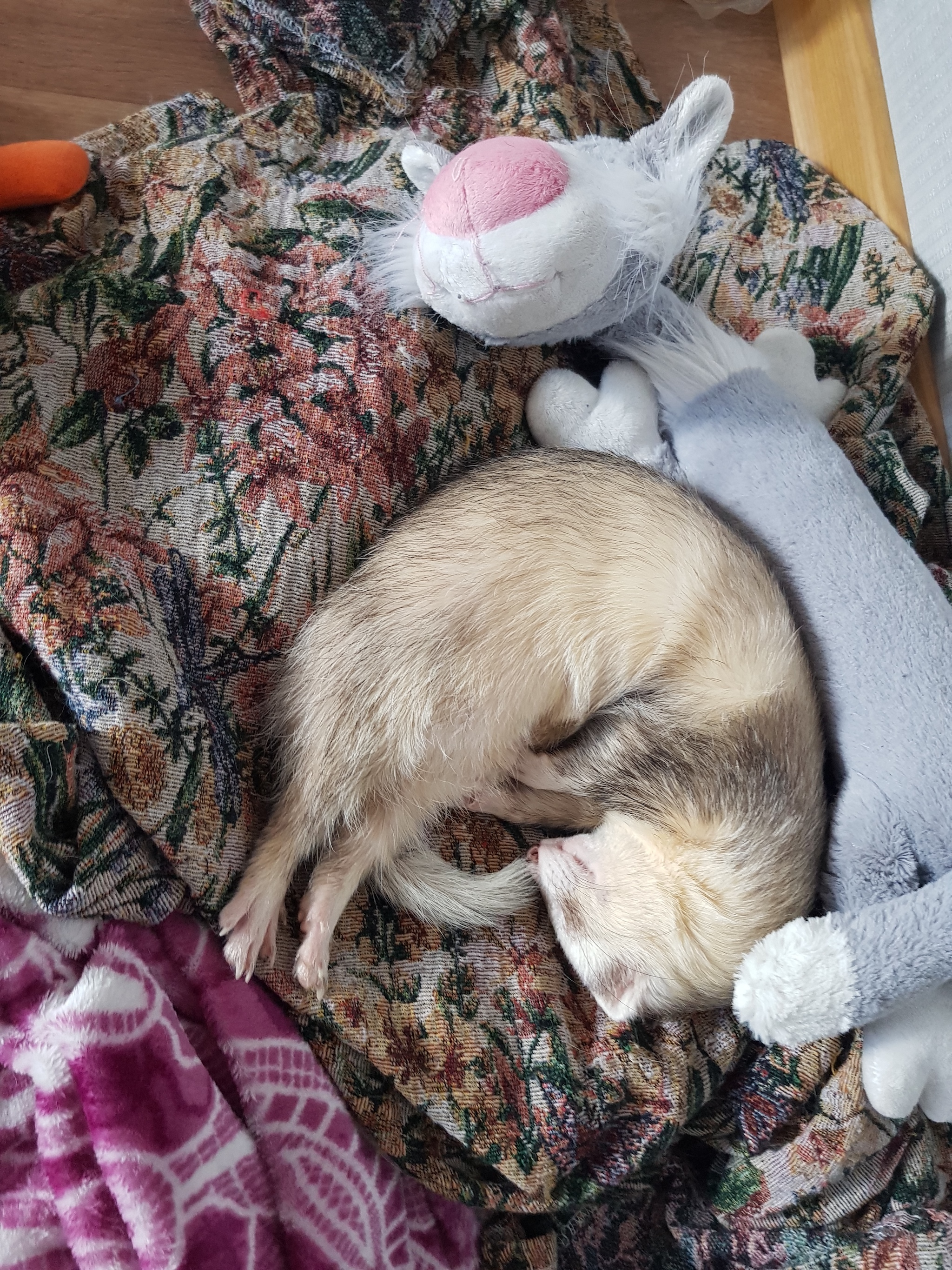 There's a ferret in the house :) - My, Ferret, Milota, Fluffy, Animals, Pet, Pets, Longpost, Video