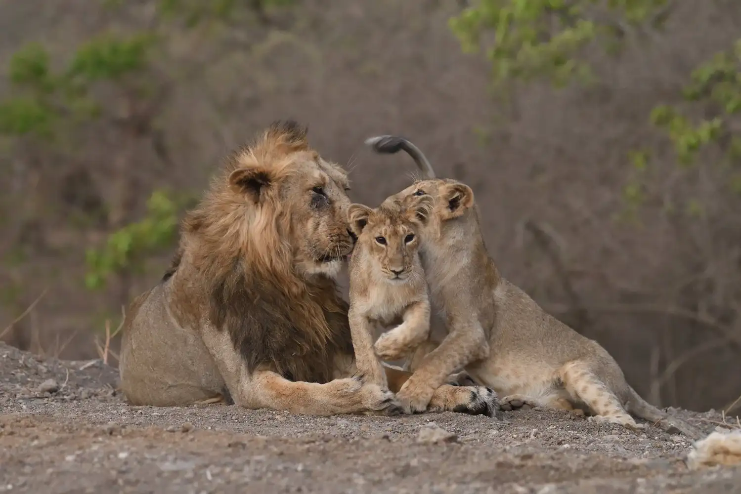 Maned joy: the population of Asiatic lions has increased in India - a lion, The national geographic, Animal protection, Big cats, National park, Reserves and sanctuaries, India, Longpost