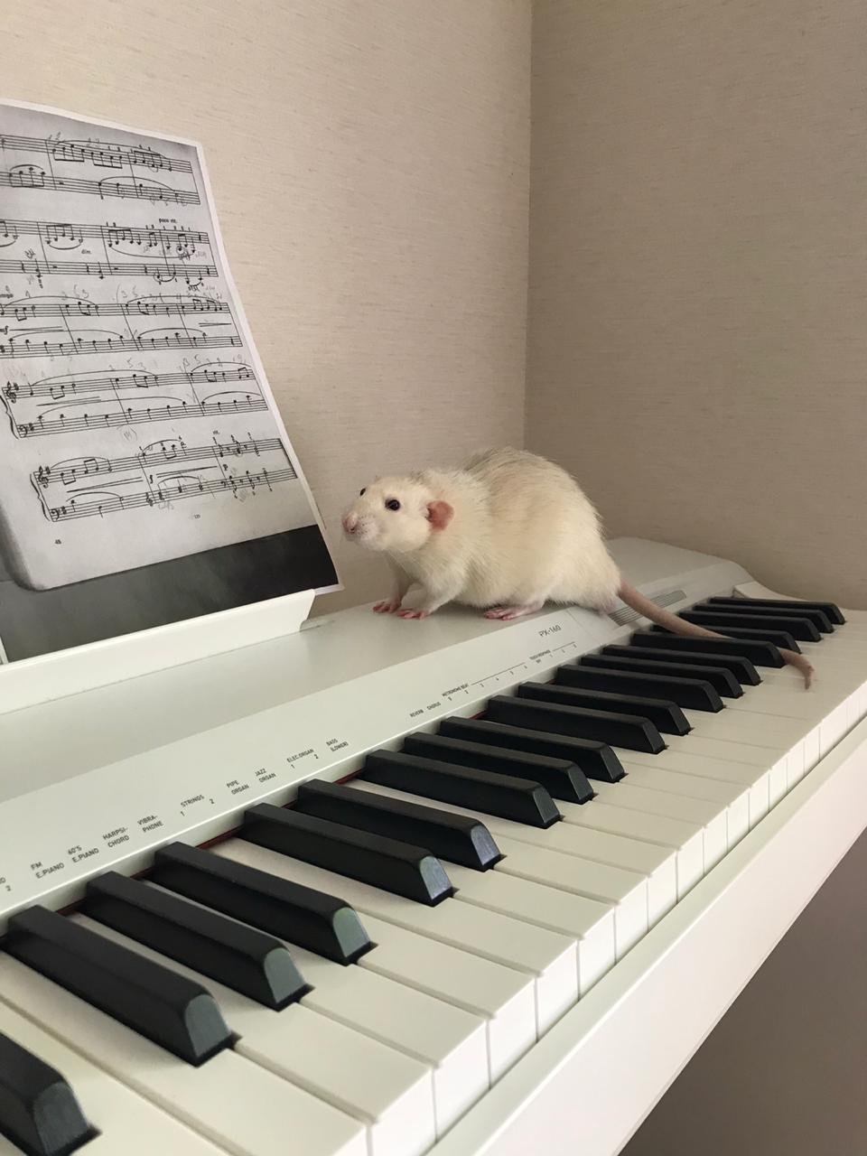 Maestro - My, Rat, Piano, Longpost