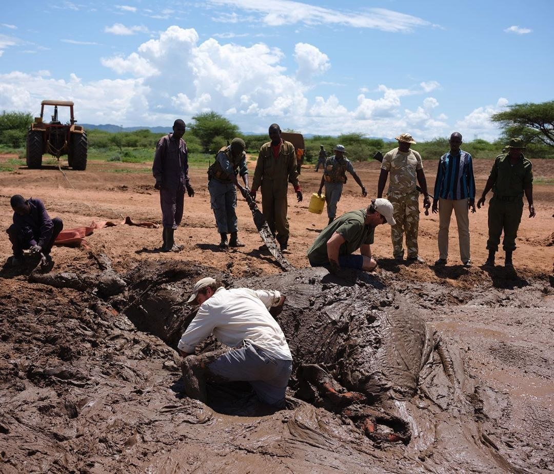 In northern Kenya, in the Nanapa Nature Reserve, an elephant is stuck up to the top of its head in a mud bog on the edge of a dam. - Elephants, People, Kindness, Kenya, Animal Rescue, Longpost, Swamp