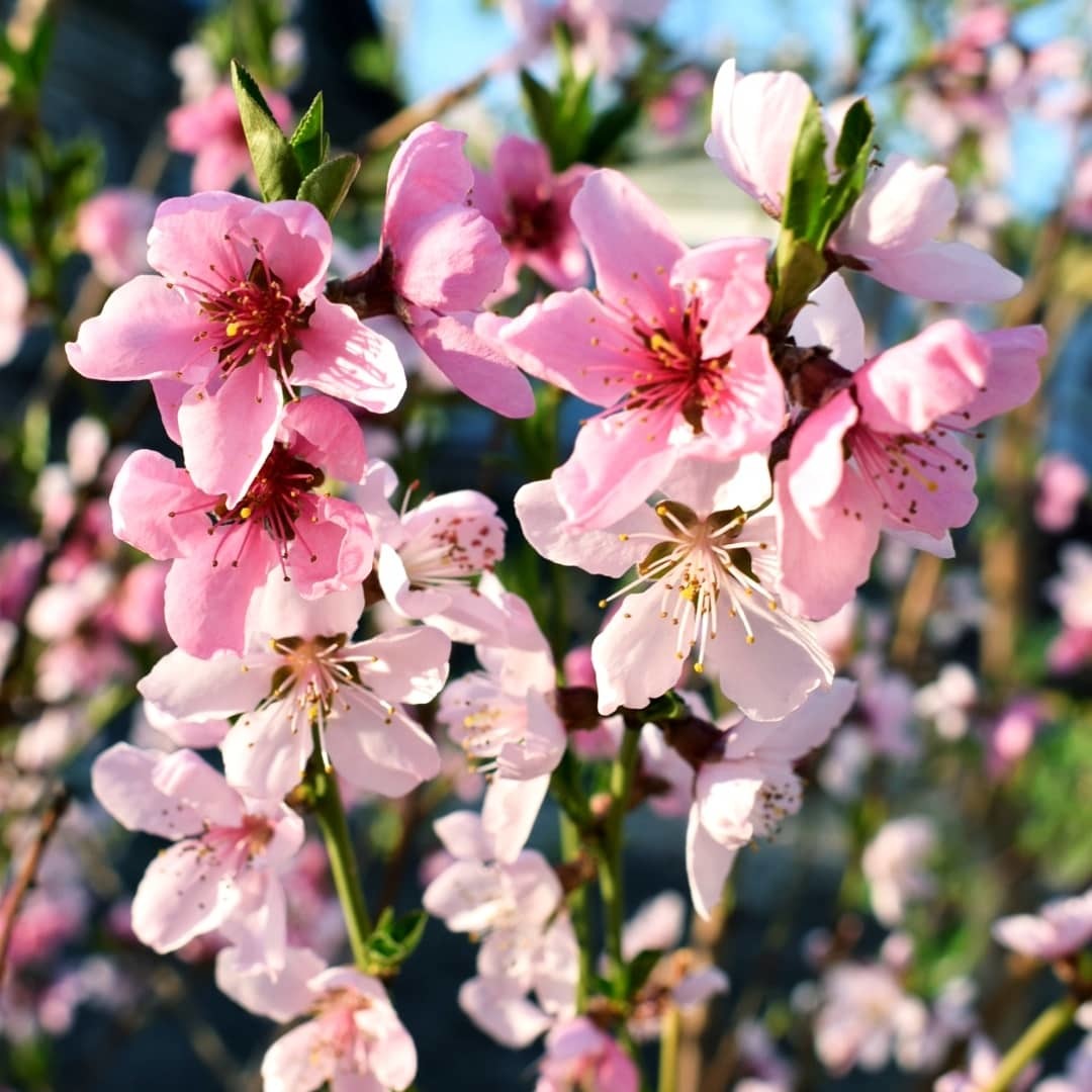 Peach flowers - My, Spring, Flowers, Nature, Longpost