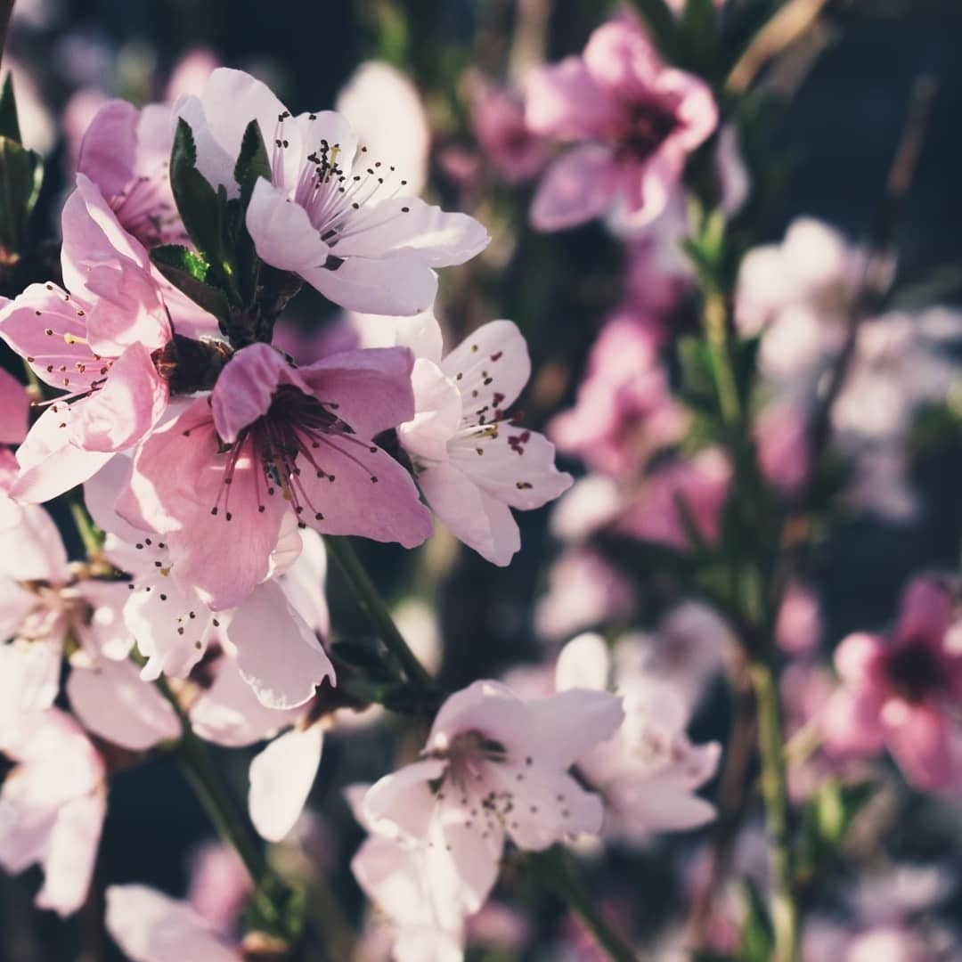 Peach flowers - My, Spring, Flowers, Nature, Longpost