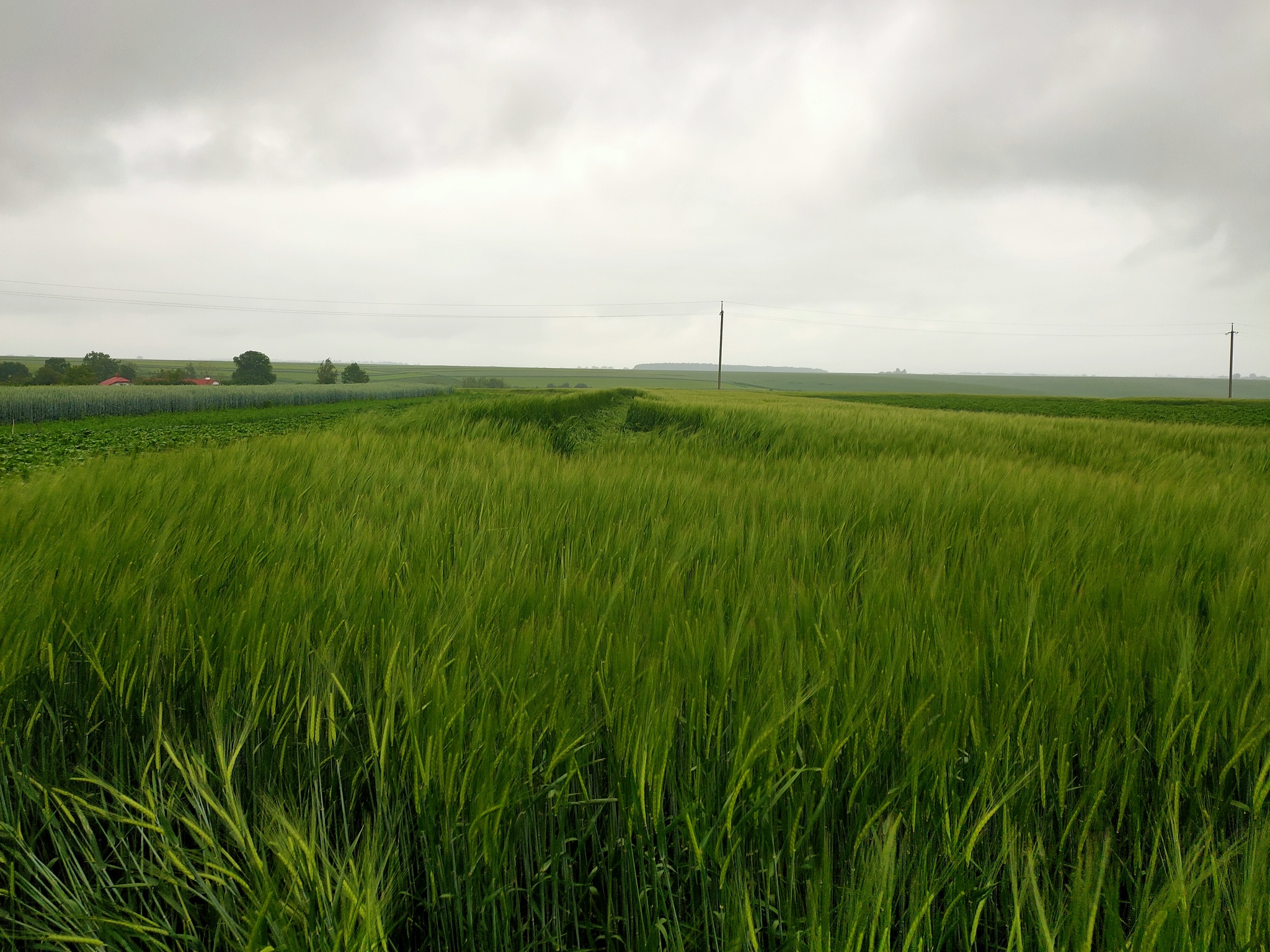 There was a thunderstorm in the village - My, The photo, Mobile photography, Thunderstorm, Wind, Barley, Village