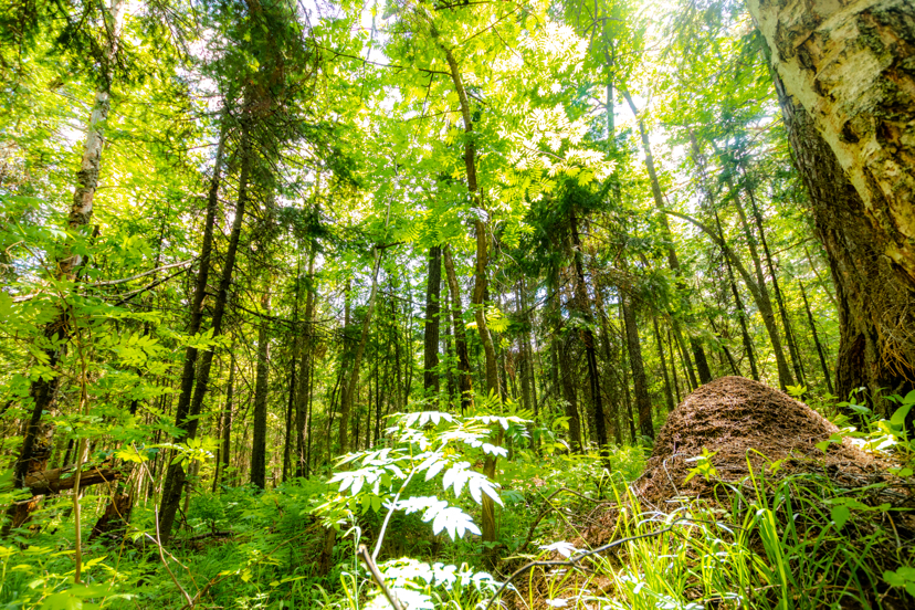 Taganay. Forest. June 12, 2020. Chelyabinsk region - My, Taganay National Park, Taganay, Zlatoust, Forest, Longpost