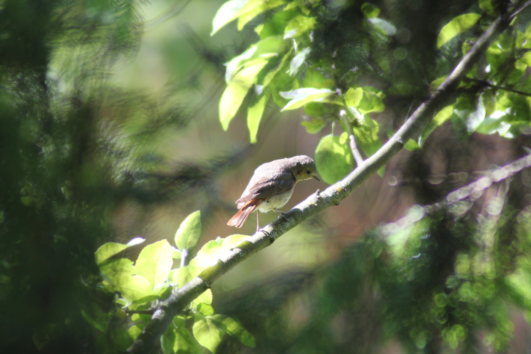 Birds with a fiery tail - My, Bird watching, Nature, Birds, Longpost