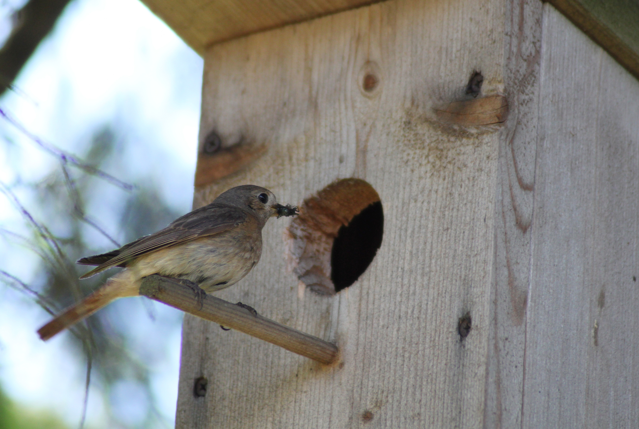 Birds with a fiery tail - My, Bird watching, Nature, Birds, Longpost