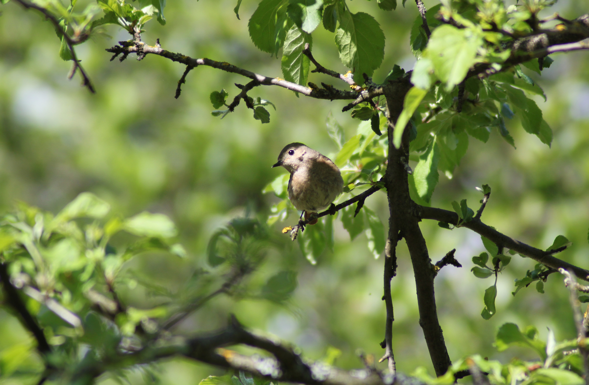 Birds with a fiery tail - My, Bird watching, Nature, Birds, Longpost