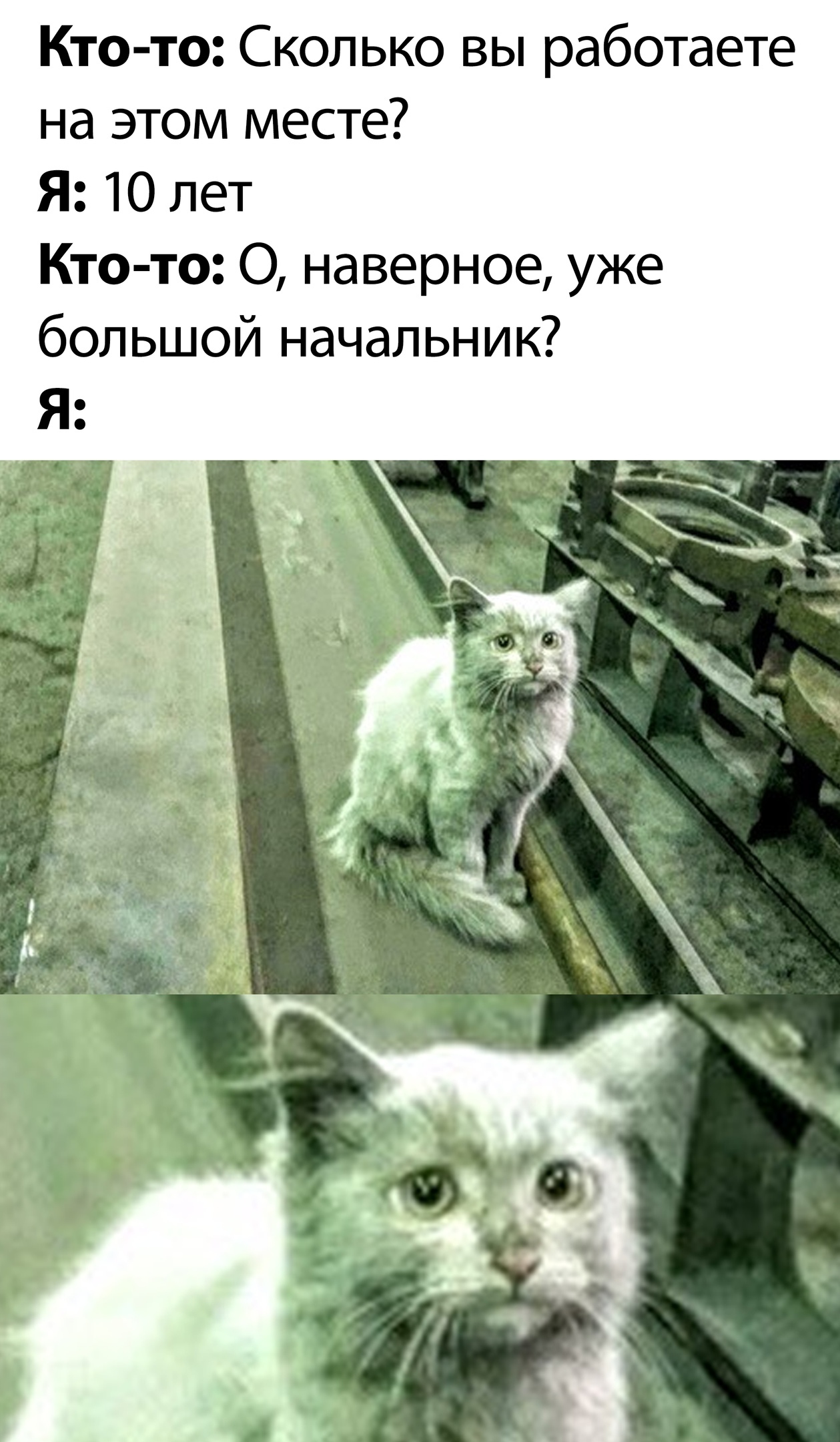Кот на заводе Мем