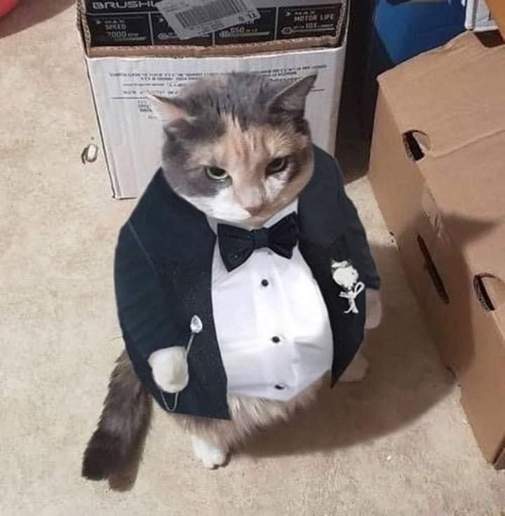 I'm your new boss. Something is not clear? - cat, Bosses