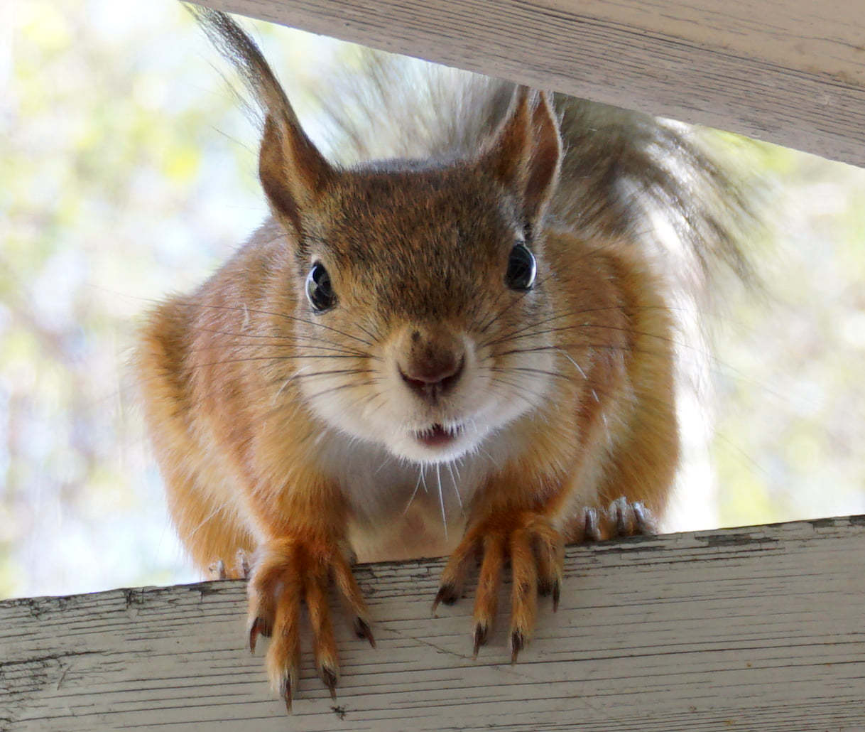 Squirrels again - My, Squirrel, League of biologists, Longpost