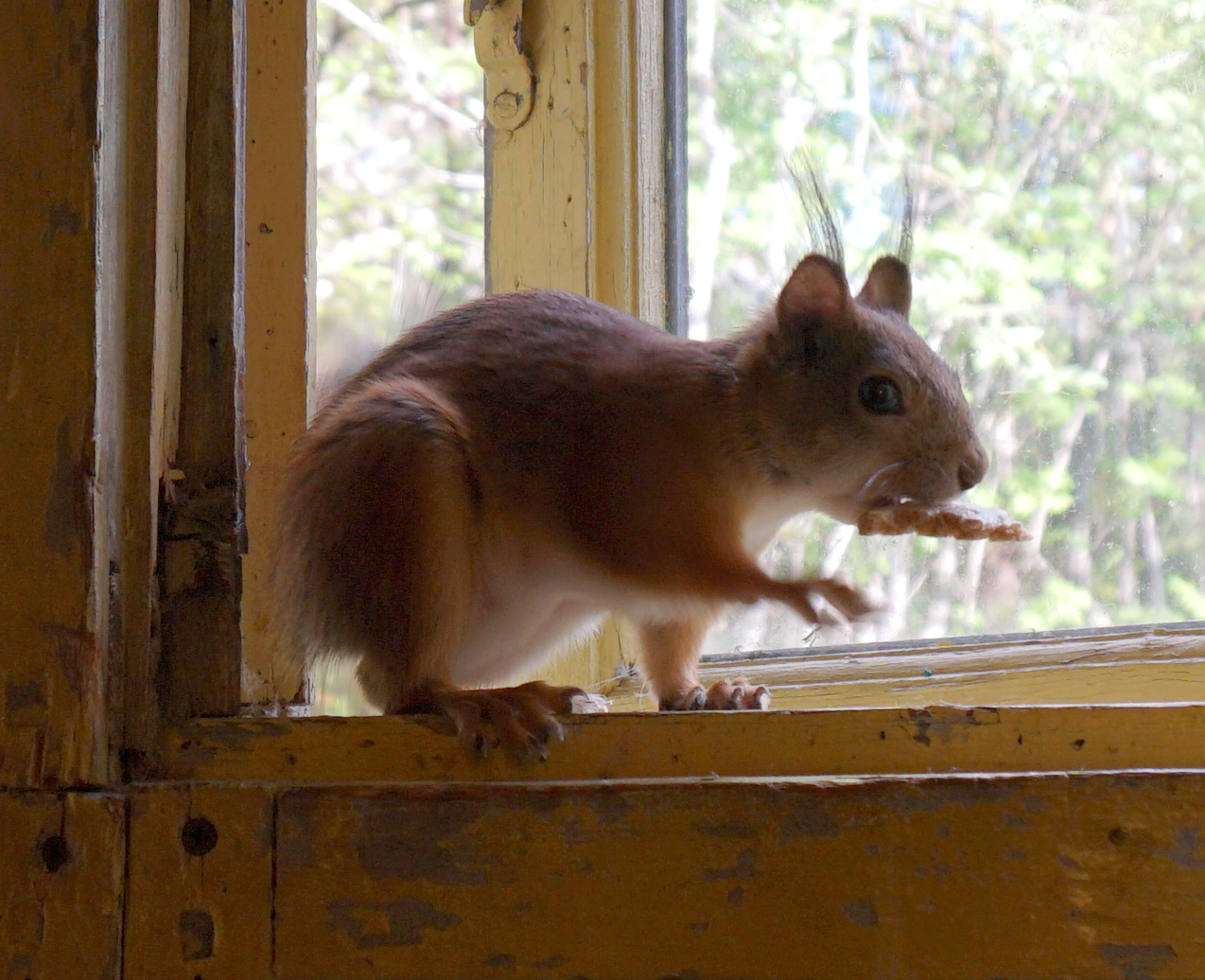 Squirrels again - My, Squirrel, League of biologists, Longpost