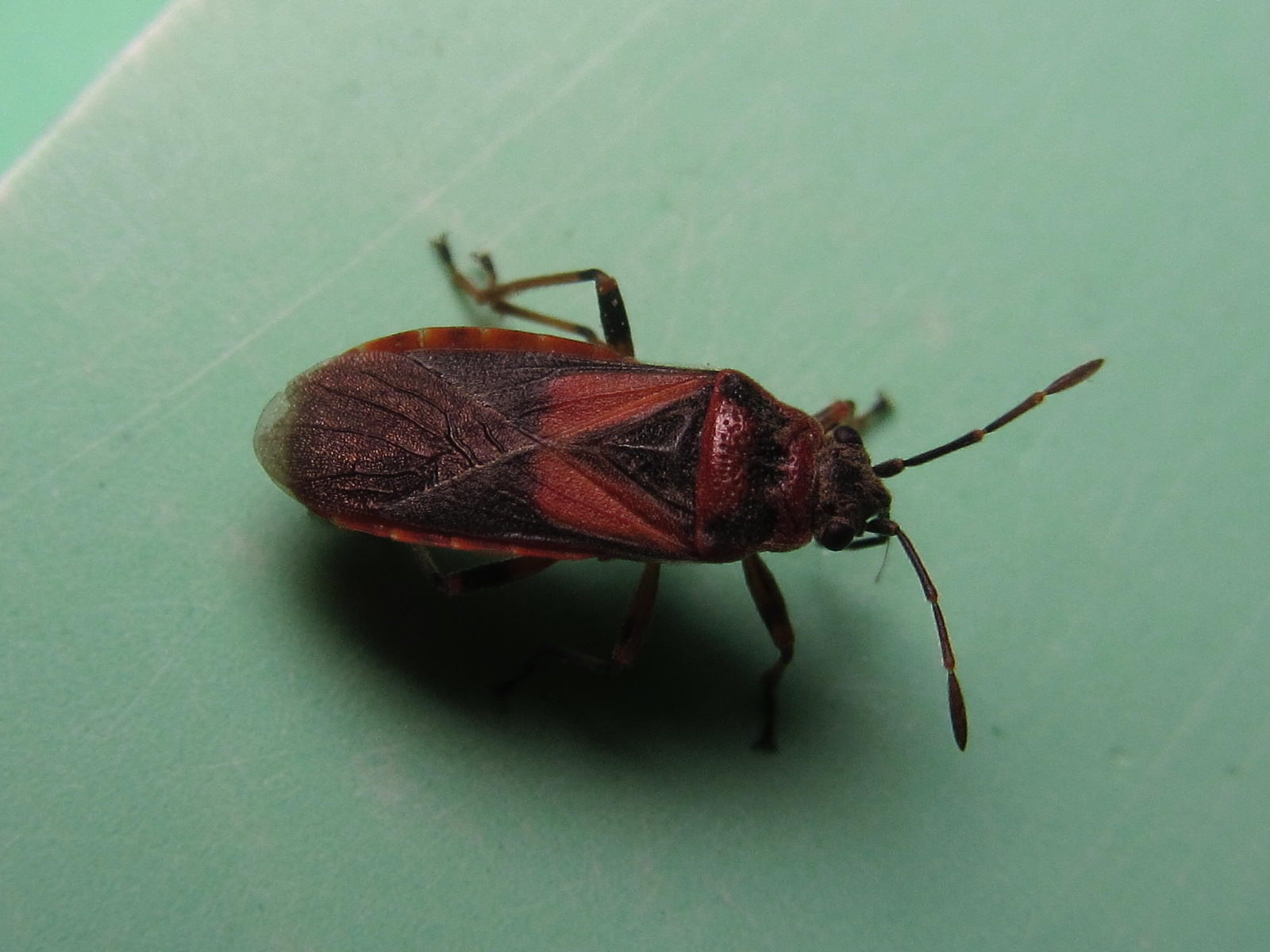 Unidentified beetles - My, Insects, Жуки, What's this?, Longpost