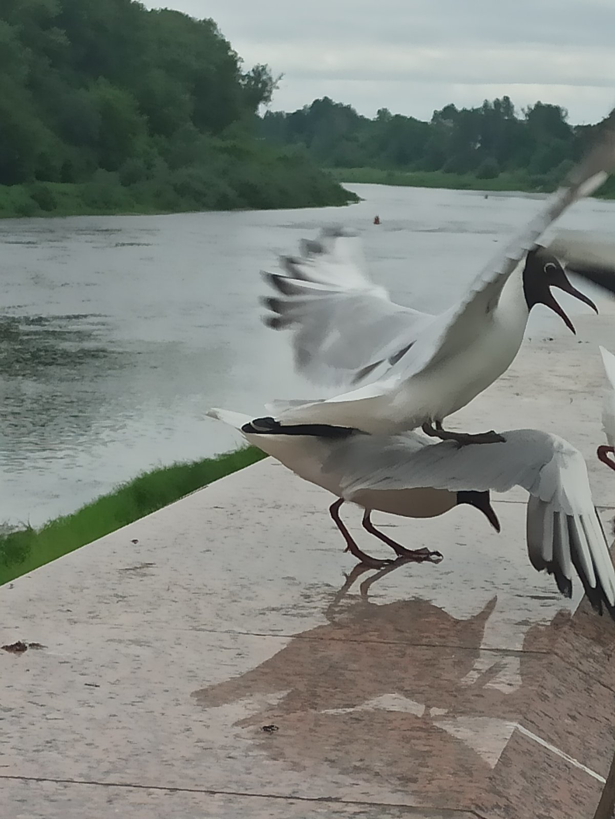 Vitebsk, nature) - My, Vitebsk, Nature, Memes, My life, Republic of Belarus, The park, Birds, Impudence