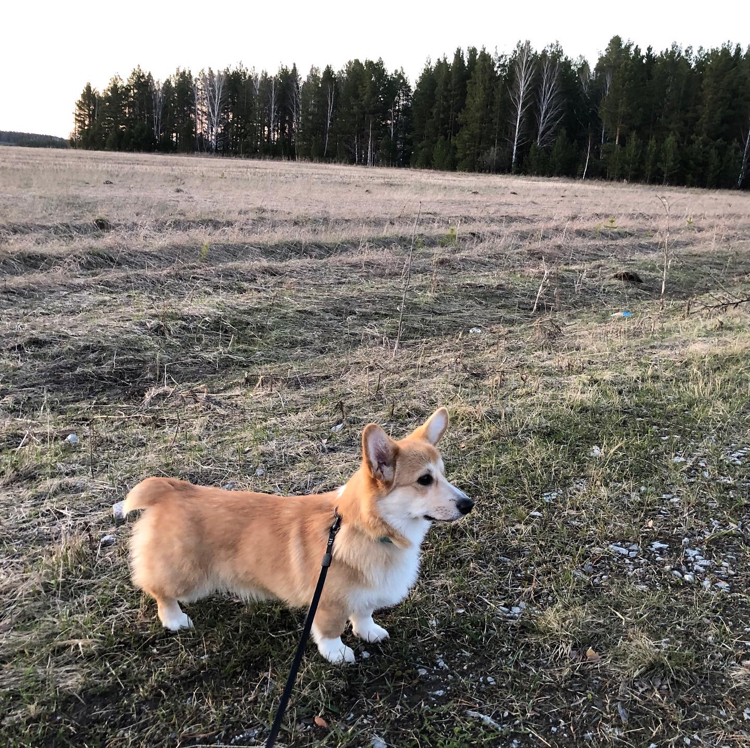 What to Expect from a Corgi Puppy - My, Corgi, Dog, Puppies, Longpost