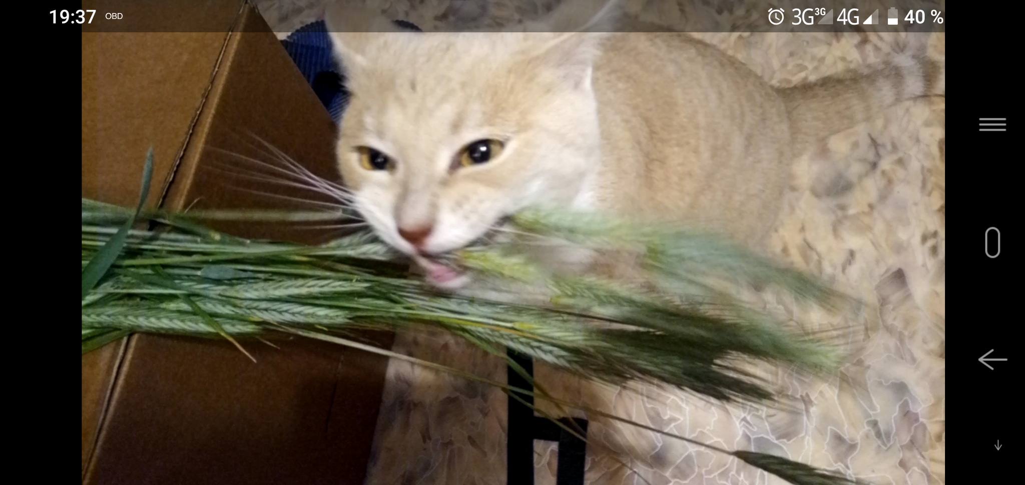 The cat cried, injected himself, but ate wheat - My, cat, Grass