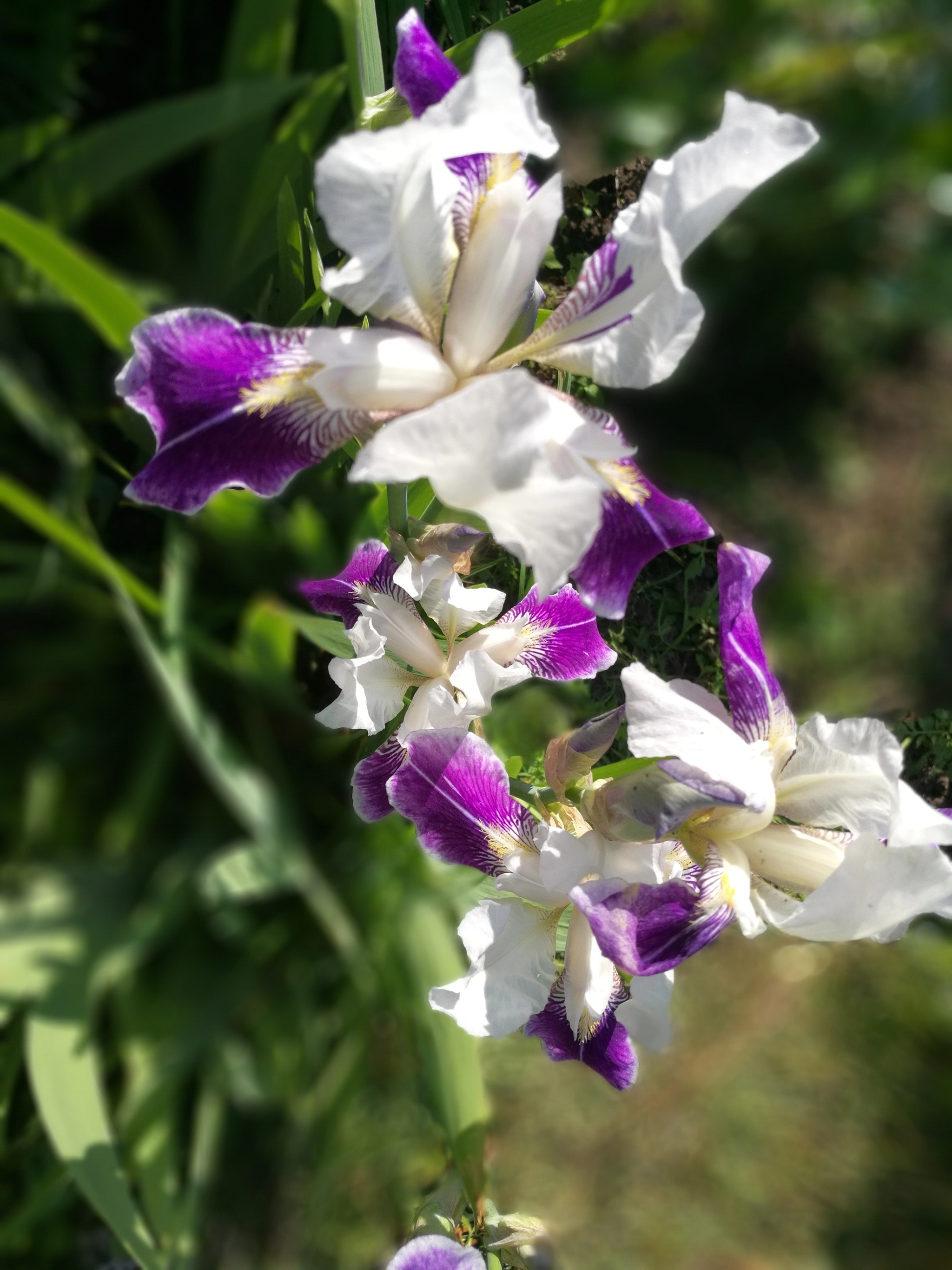 Summer at the dacha. Irises - My, Mobile photography, Summer, Irises, Longpost