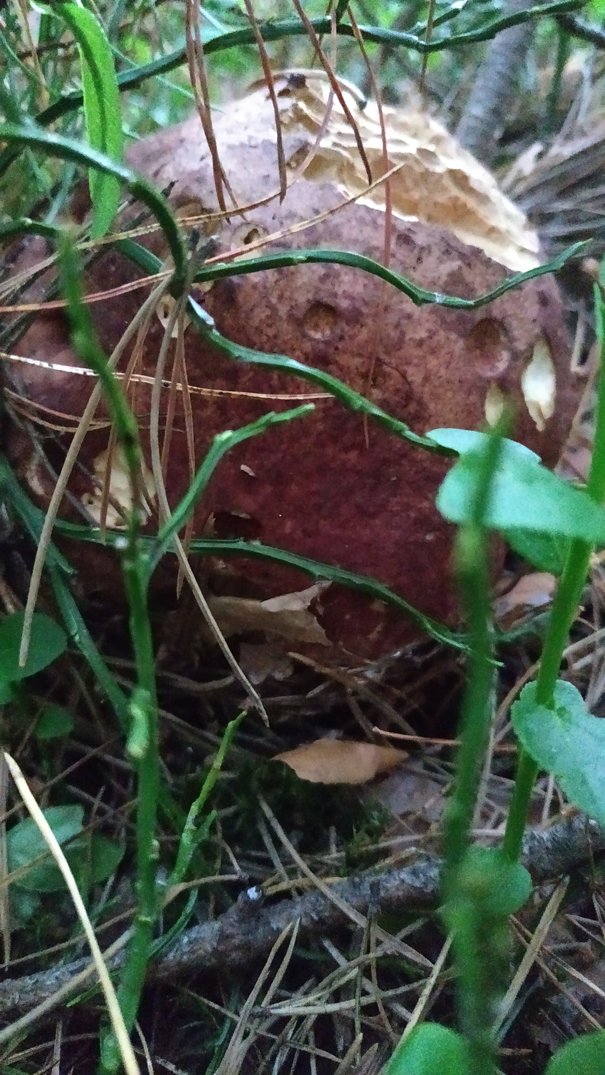 Mushrooms-3 - My, Mushrooms, Walk in the woods, Silent hunt, Longpost