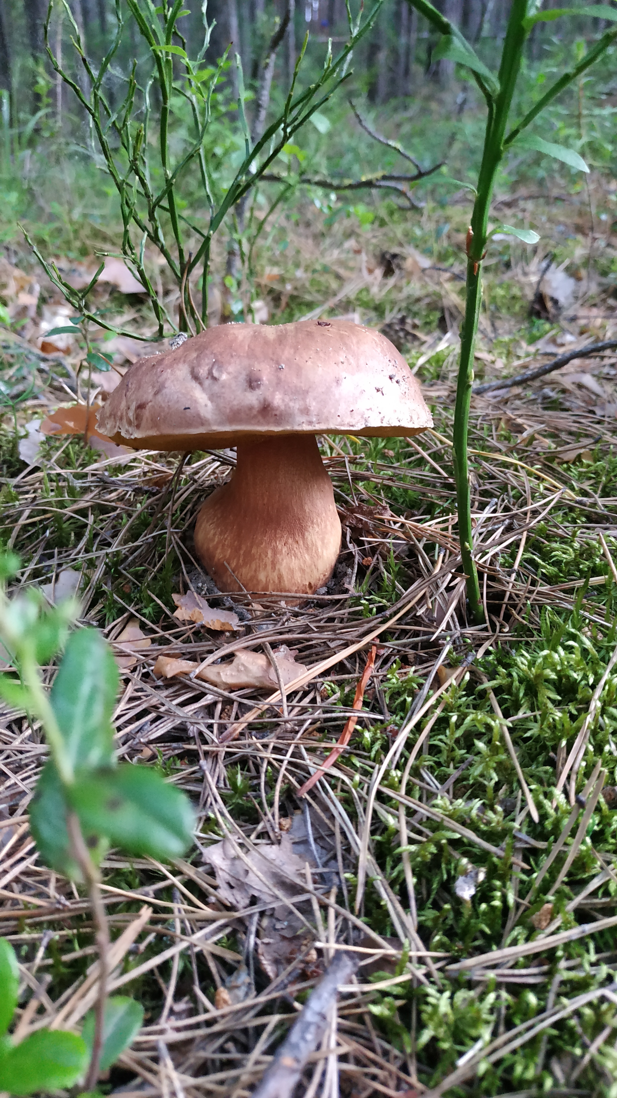 Mushrooms-3 - My, Mushrooms, Walk in the woods, Silent hunt, Longpost