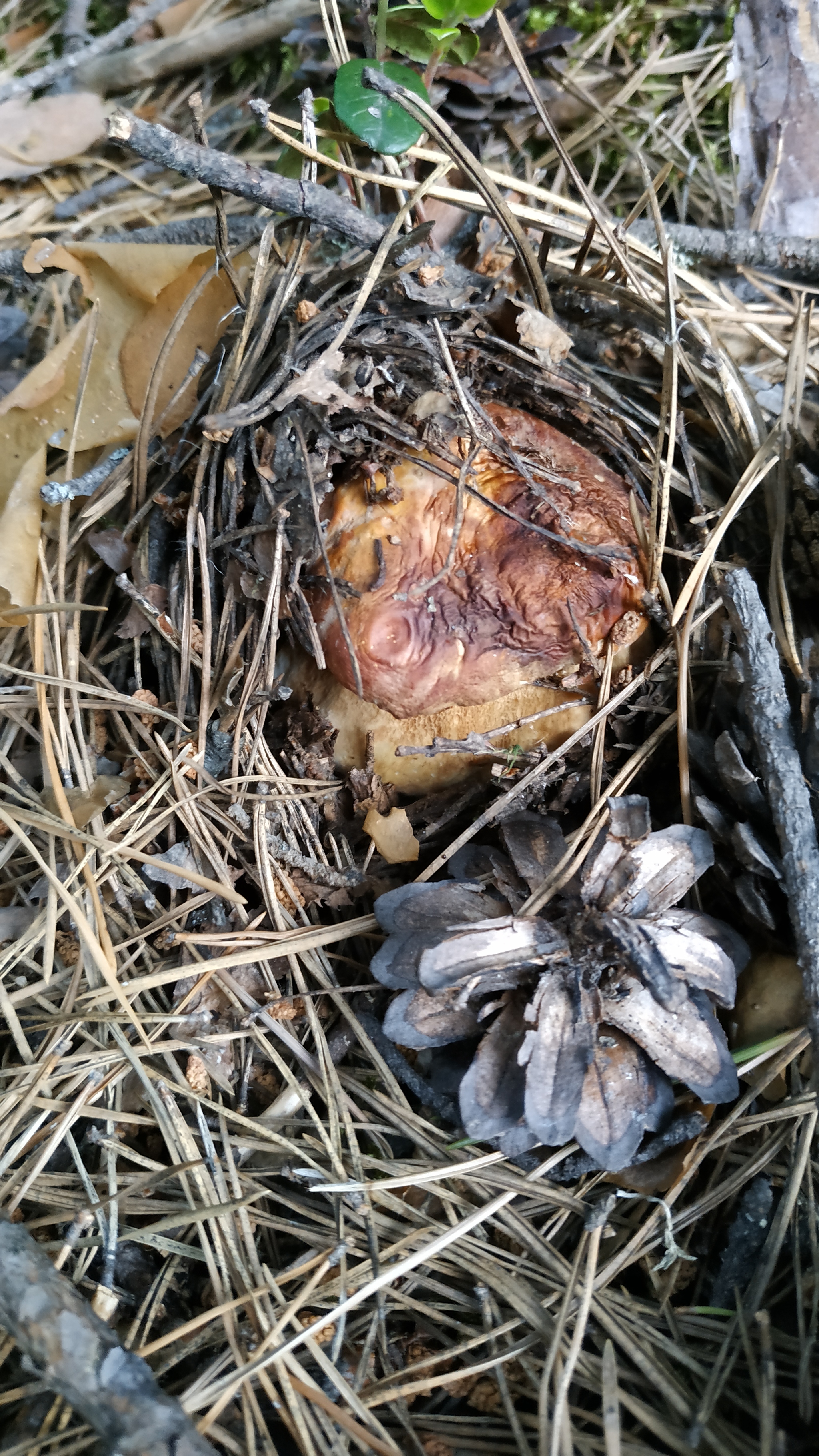 Mushrooms-3 - My, Mushrooms, Walk in the woods, Silent hunt, Longpost