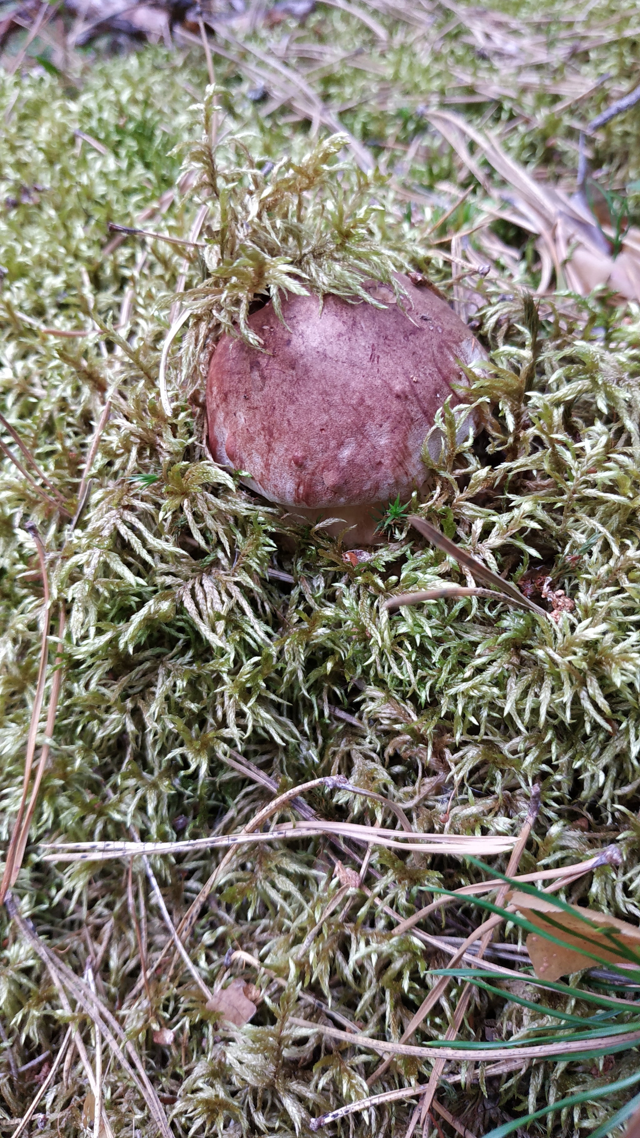 Mushrooms-3 - My, Mushrooms, Walk in the woods, Silent hunt, Longpost