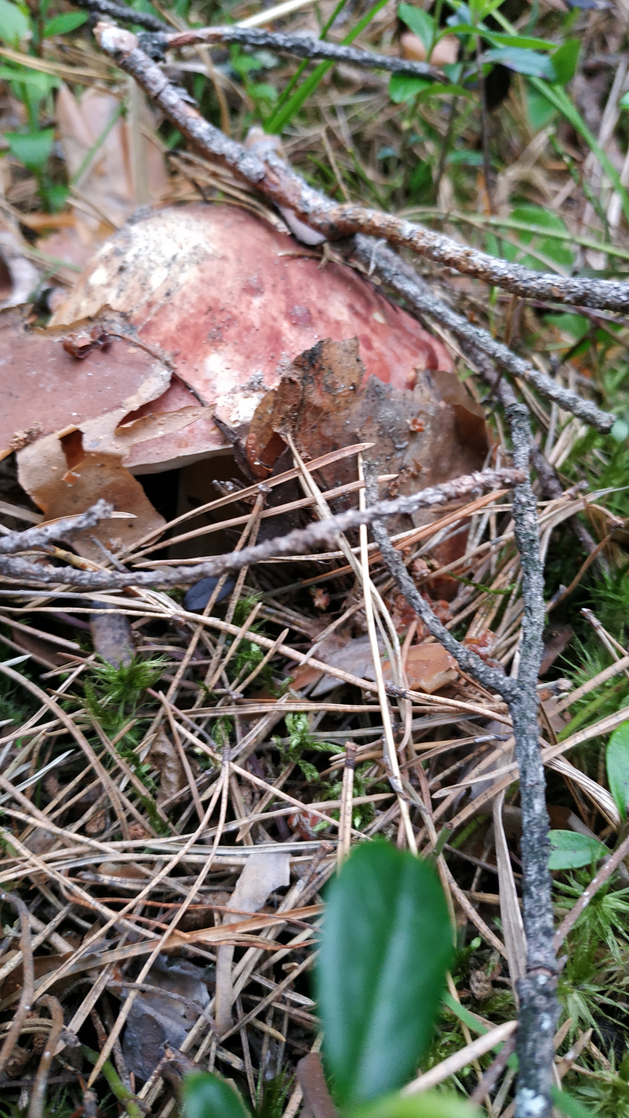 Mushrooms-3 - My, Mushrooms, Walk in the woods, Silent hunt, Longpost