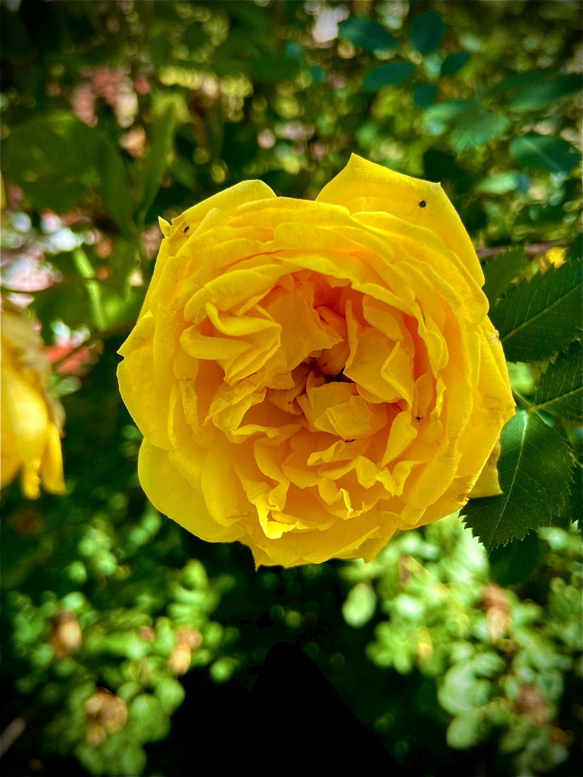 Rosehip flower - My, Rose hip, Flowers, The photo