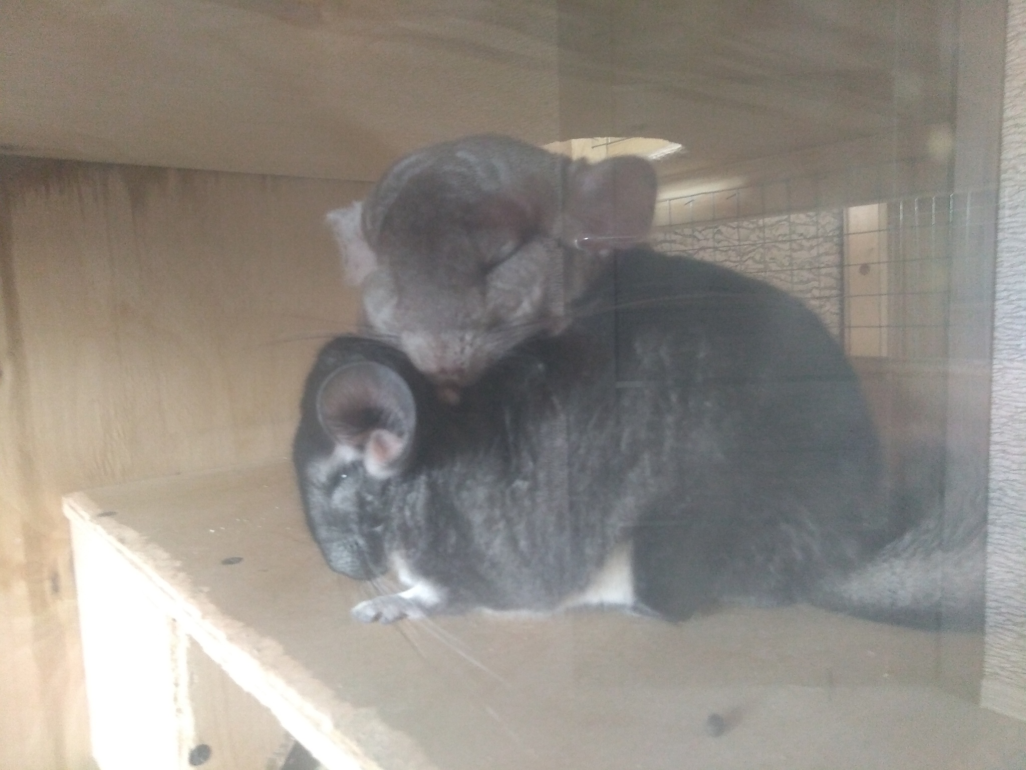 Even our smaller brothers have equal rights :) - My, Warmer together, Dream, Chinchilla