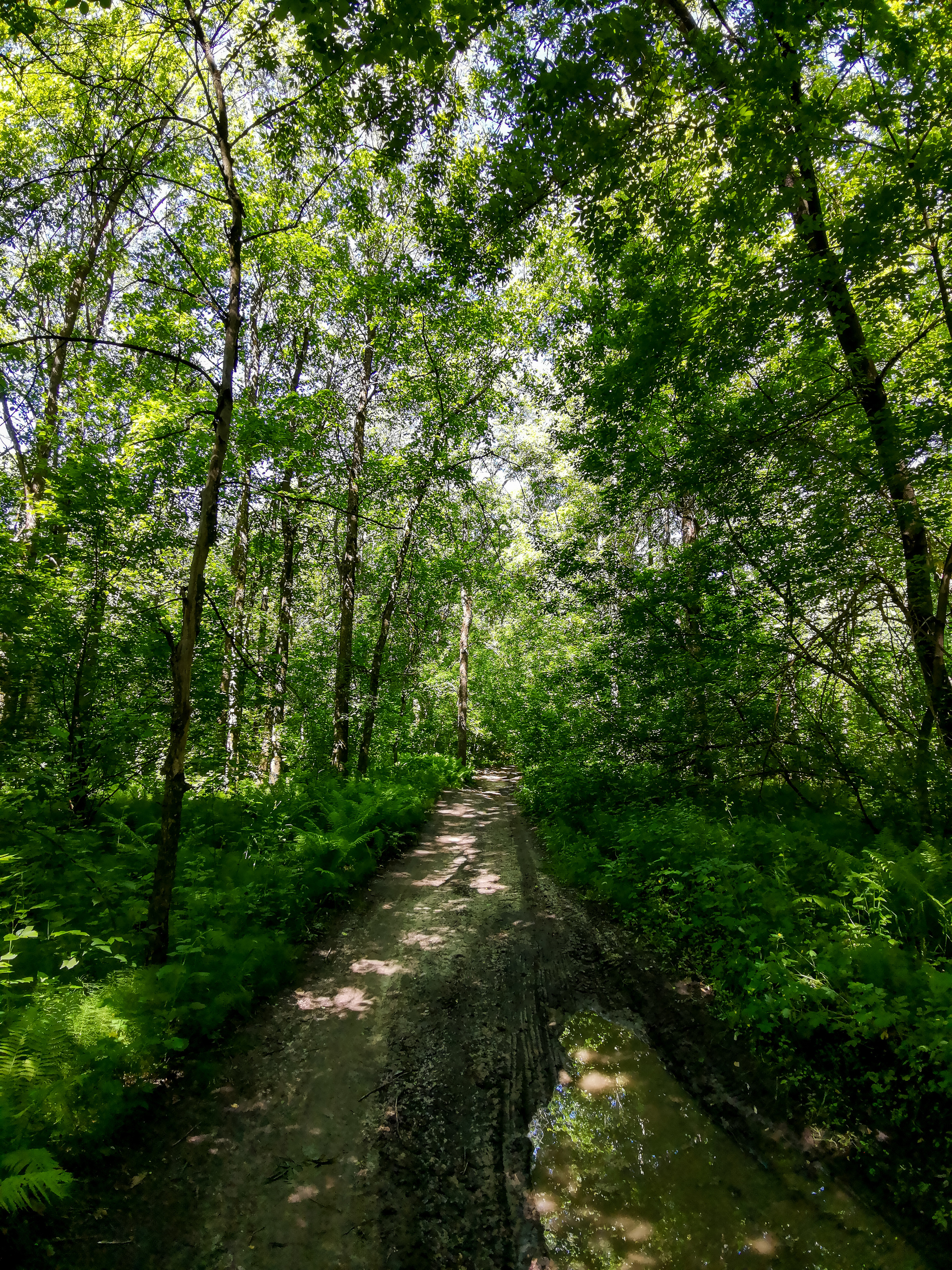 Landscape bike ride - My, Mobile photography, Huawei mate 20, Landscape, A bike, Longpost