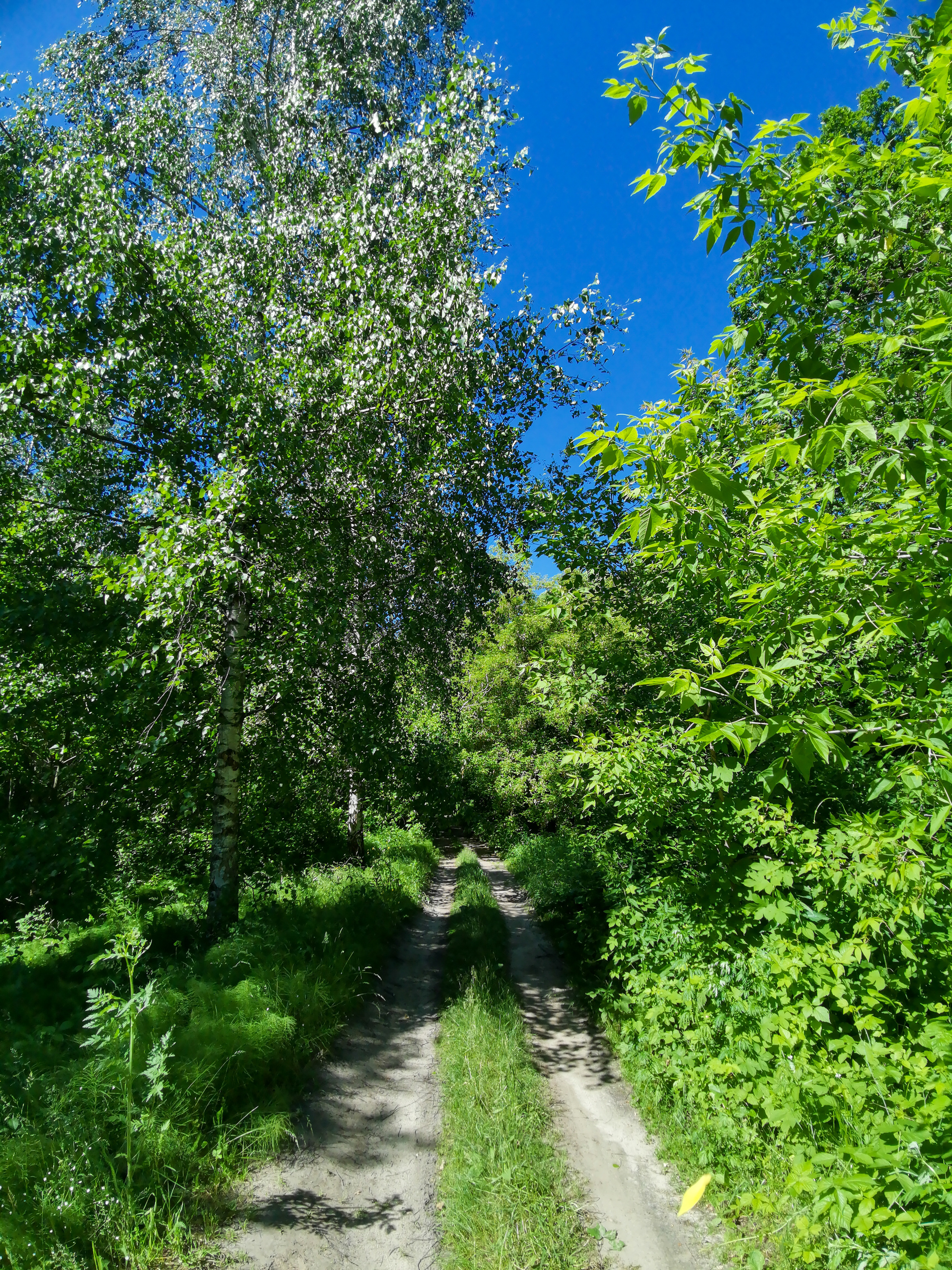 Landscape bike ride - My, Mobile photography, Huawei mate 20, Landscape, A bike, Longpost