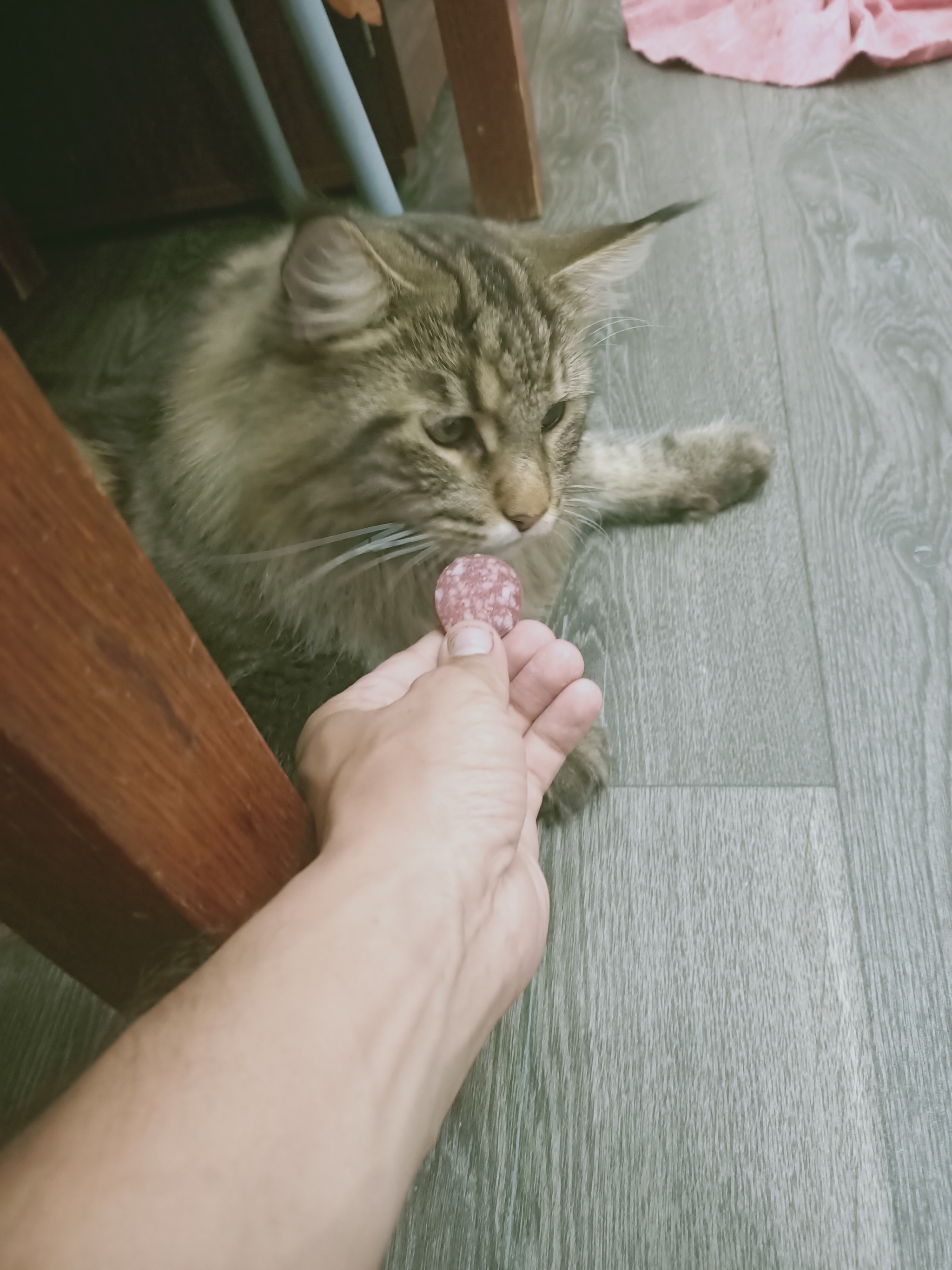 Friends, it seems... - My, cat, Maine Coon, Sausage, Friends, Longpost