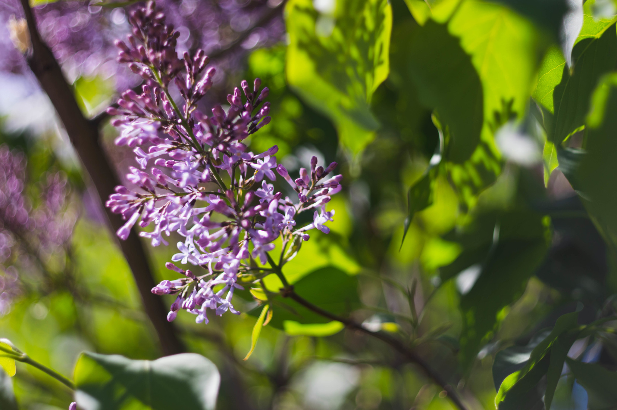 Summer day - My, Nikon, Helios-81n