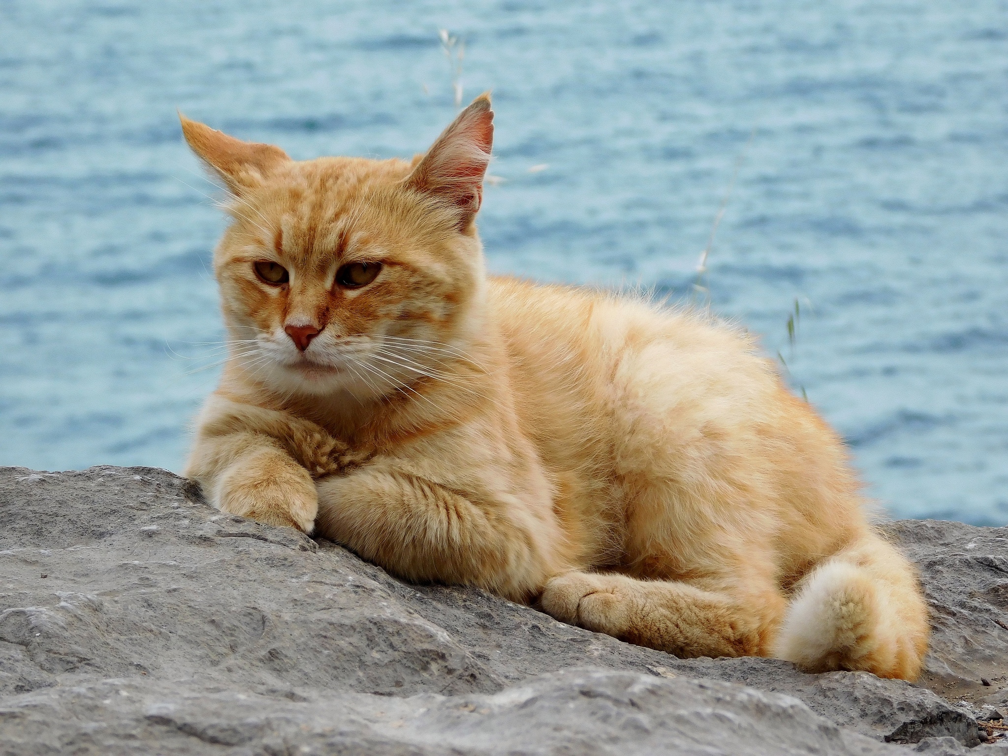 Недовольный рыжий кот на море