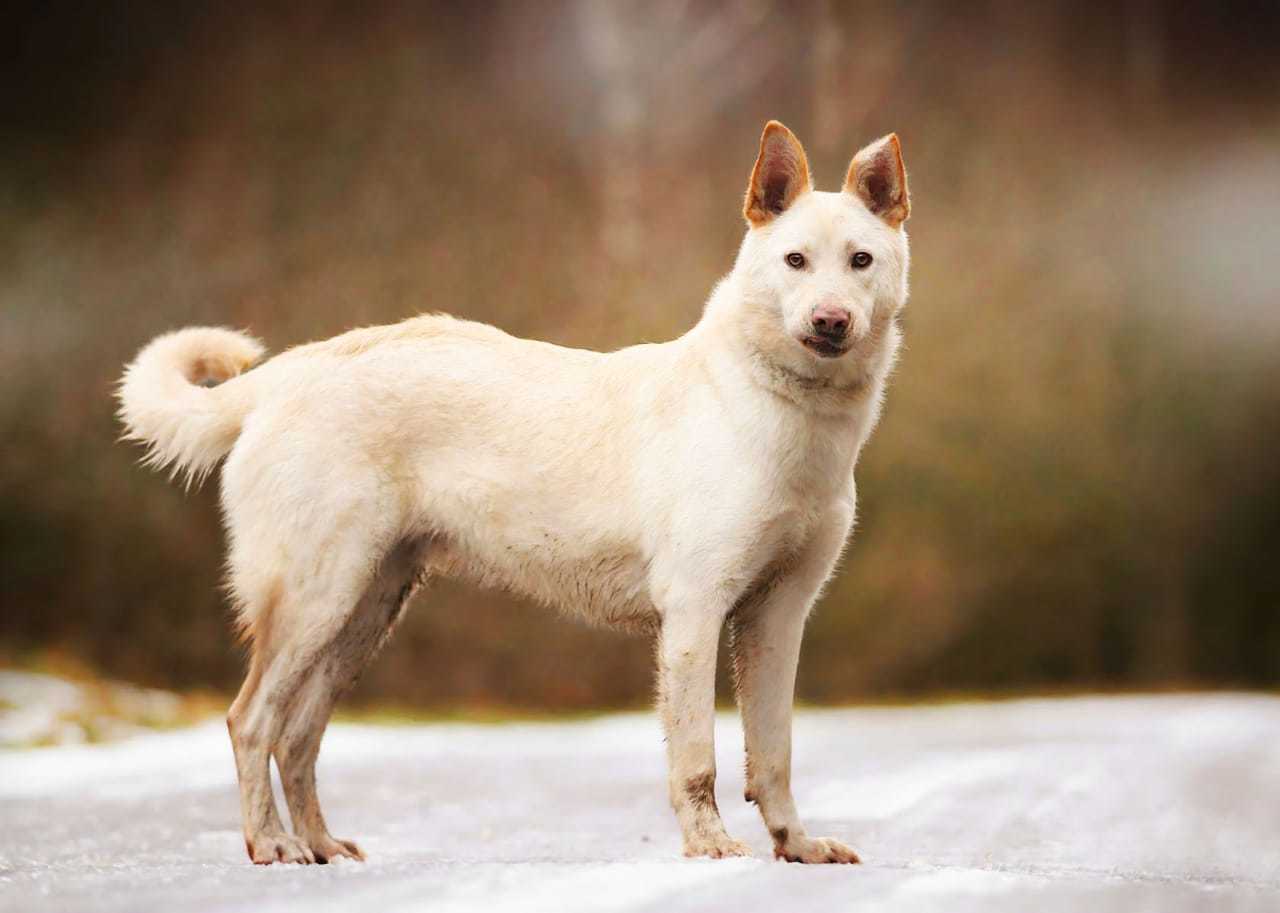 Собака срочно. Норвежская овчарка. Ищет дом собака майя ногинск. Барбос. Собака срочно.