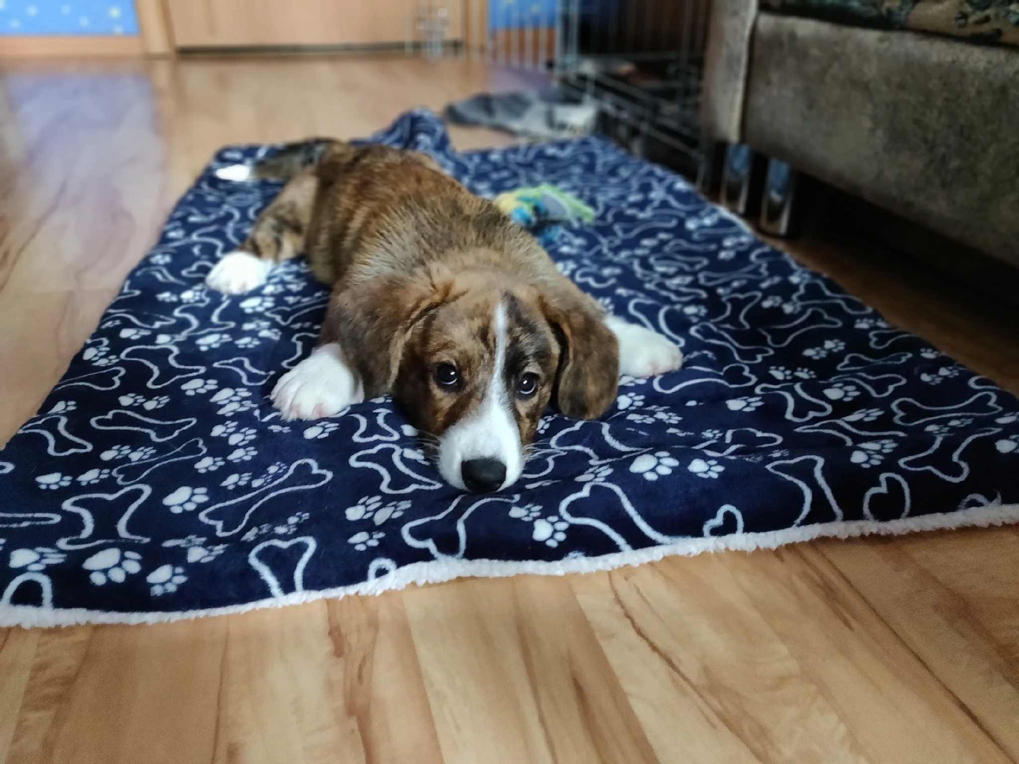 Under Corgi Short Legged Beagle and Hairy Dachshund What else do people call my dog? - My, Corgi, Welsh Corgi Cardigan, Dog, Zen, Yandex Zen, Pets, Longpost