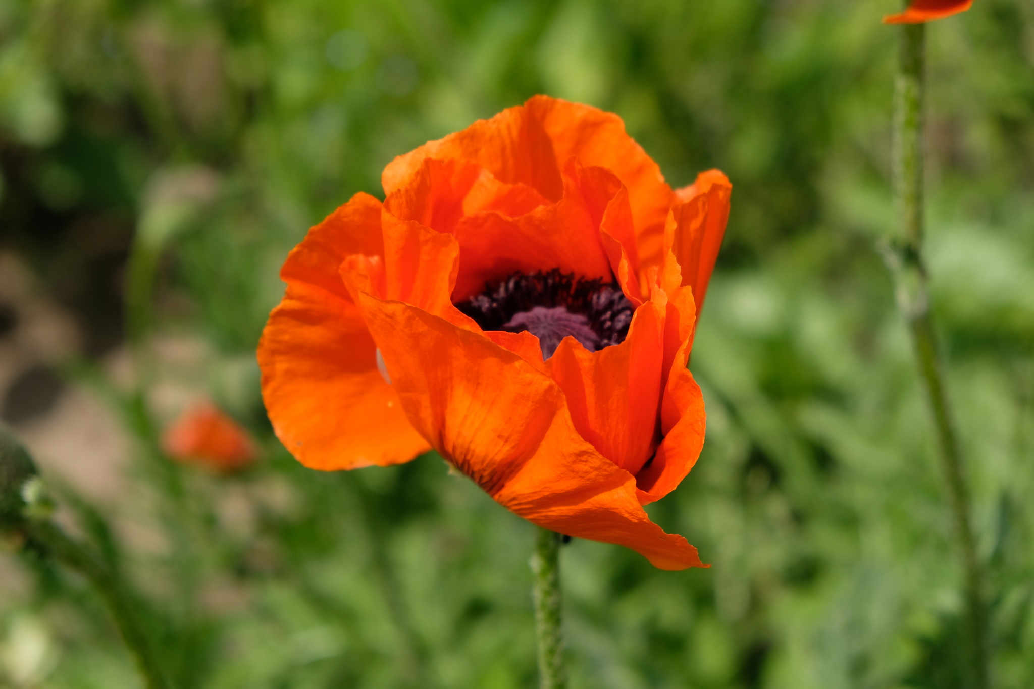 Poppies by the road - My, Flowers, Poppy, Fujifilm, Longpost