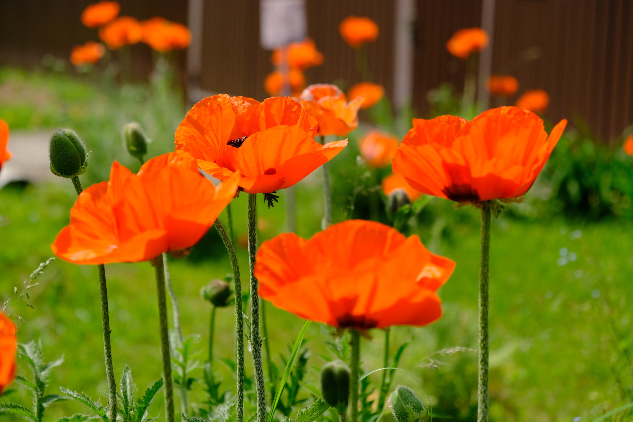 Poppies by the road - My, Flowers, Poppy, Fujifilm, Longpost