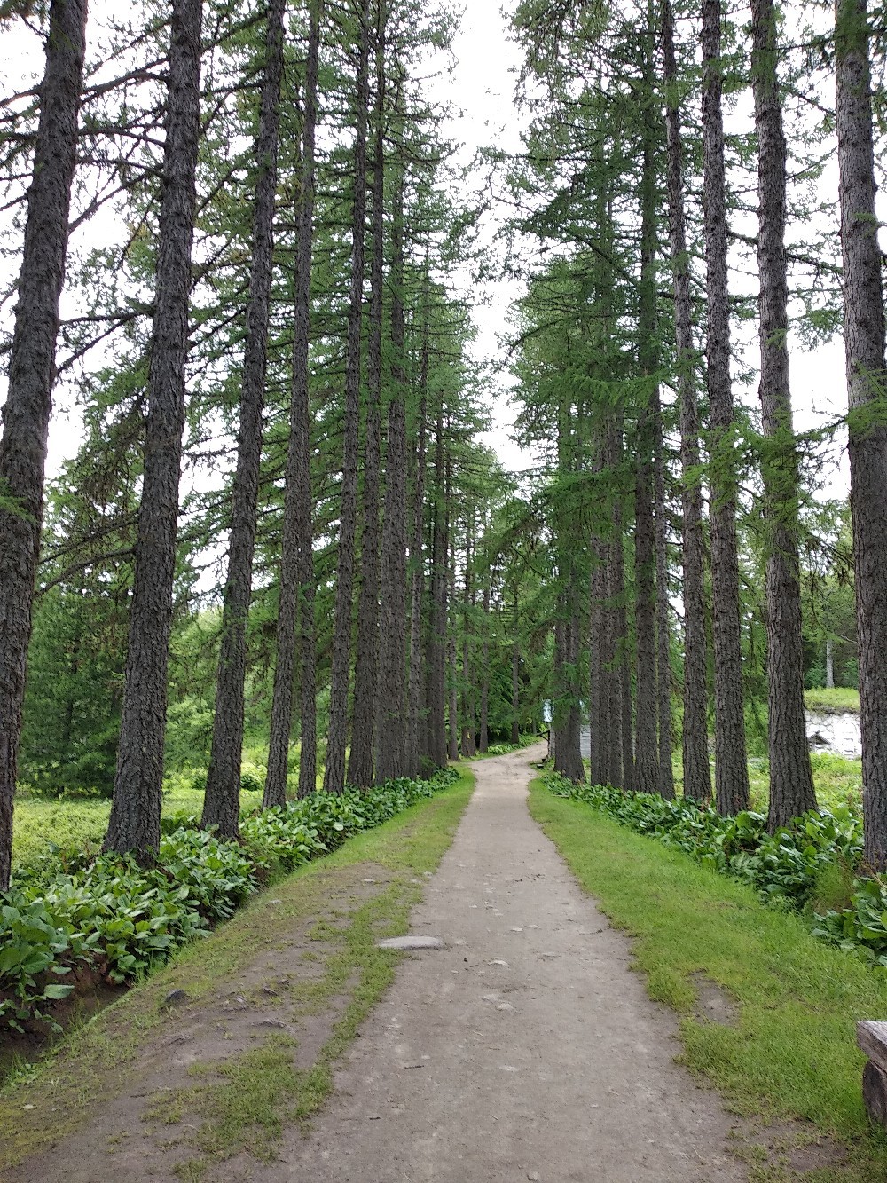 Solovetsky archipelago.July - My, Solovki, Relaxation, Hike, Longpost