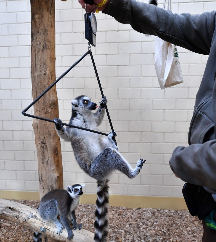 Photos that show the lengths to which zoo animals must be weighed - The photo, Animals, Weighing, Longpost, ADME