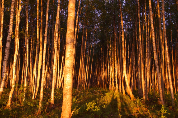 Somewhere on the Karelian Isthmus - My, Camping, Karelian Isthmus, Fishing, Longpost