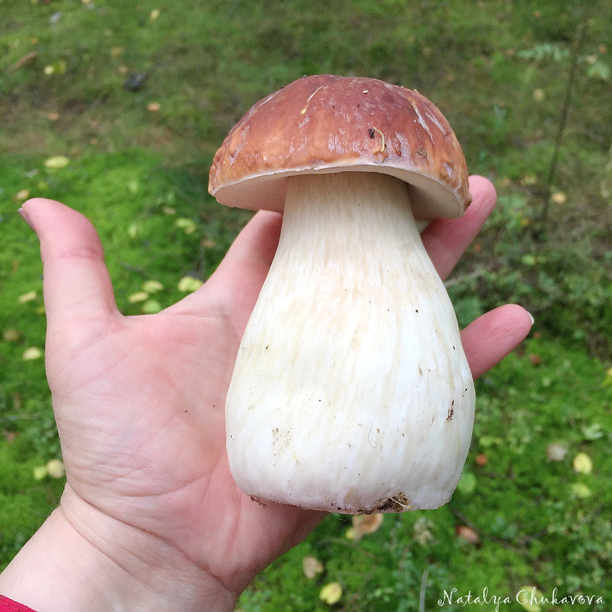 Post #7524612 - My, Mushrooms, Borovik, Porcini
