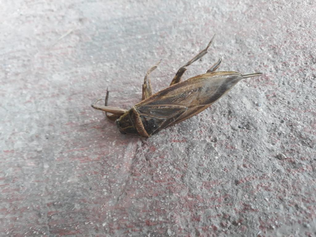 I ask for help in identifying the creature - My, Help, Insects, Longpost