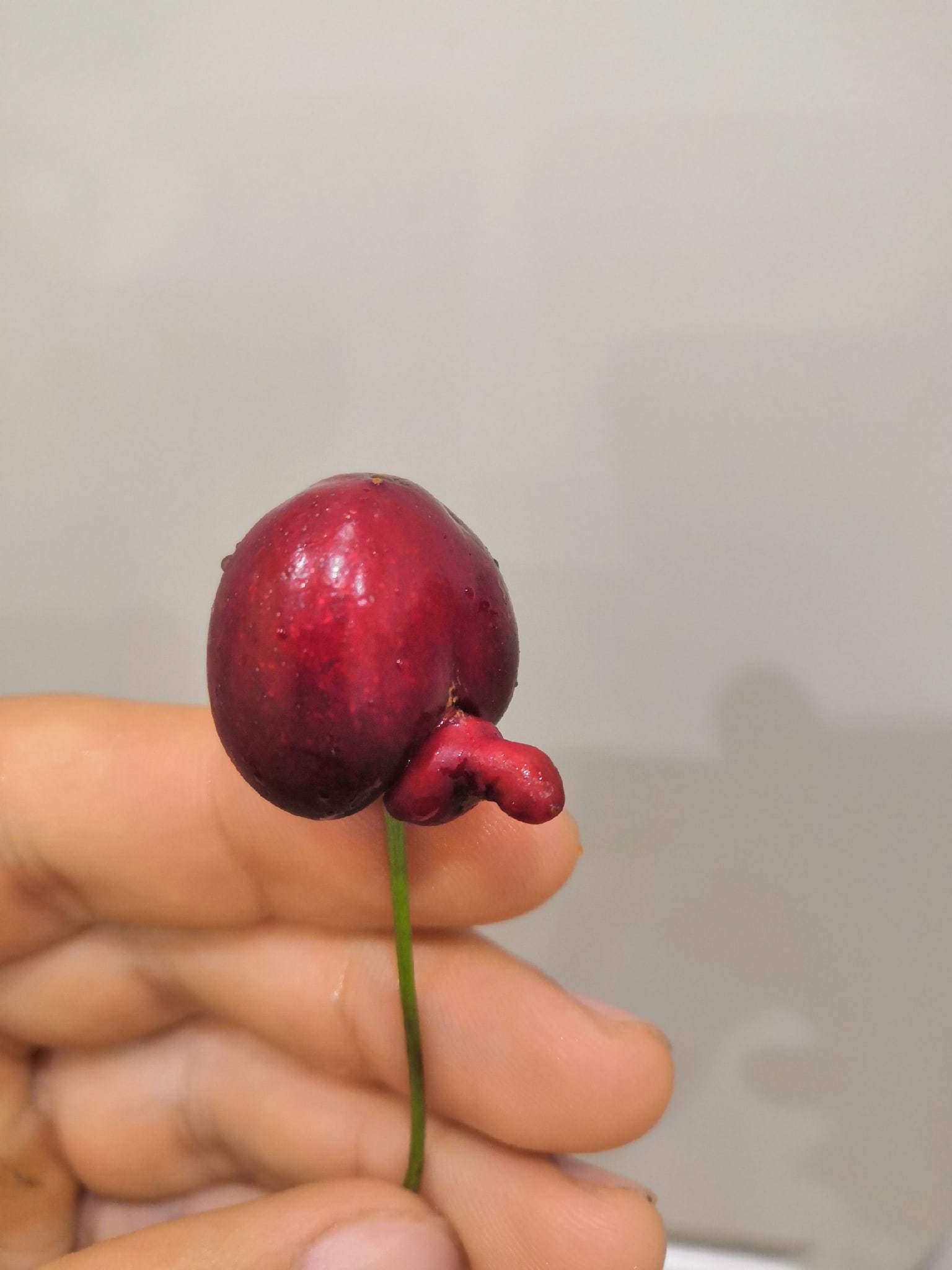 Pikabushnik cherry - My, Cherries, Not a member, Mat, Pareidolia