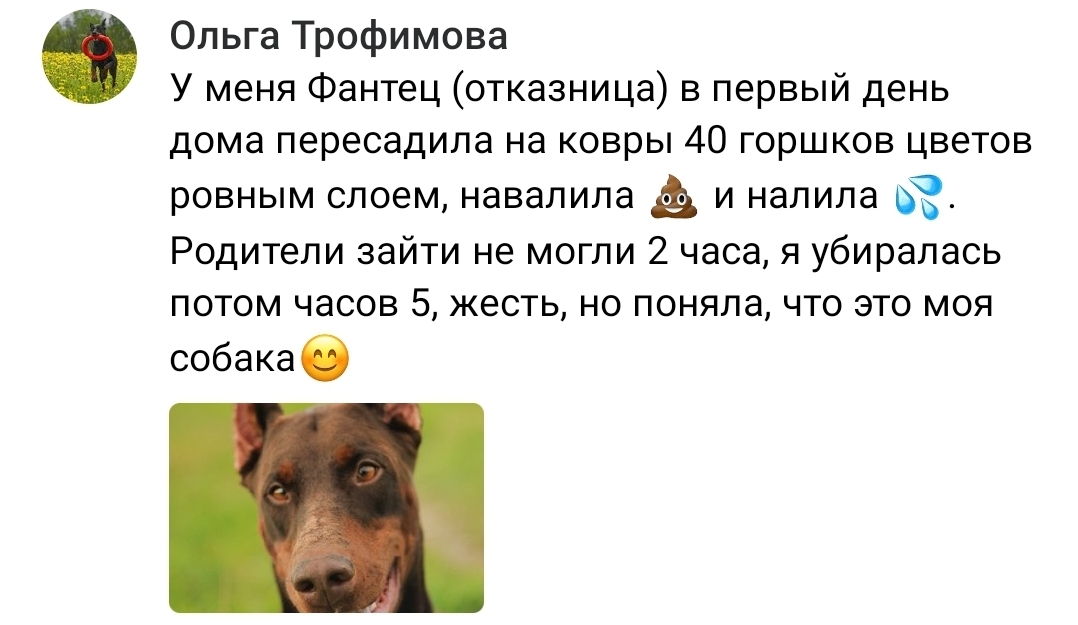 Do you want a Doberman? Think twice! - Doberman, Dog, Destruction, Understand forgive, Longpost, Screenshot