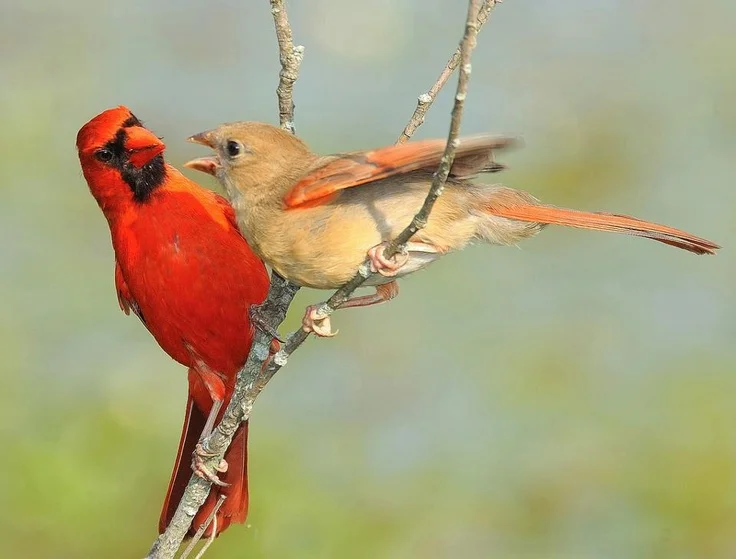 Post #7525835 - Angry Birds, Red Cardinal, Birds, Animals, Yandex Zen, Longpost