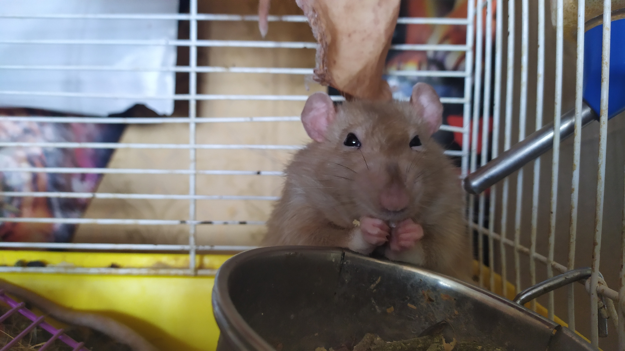 Rat everyday life #8 - My, Rat, Decorative rats, Animals, Longpost