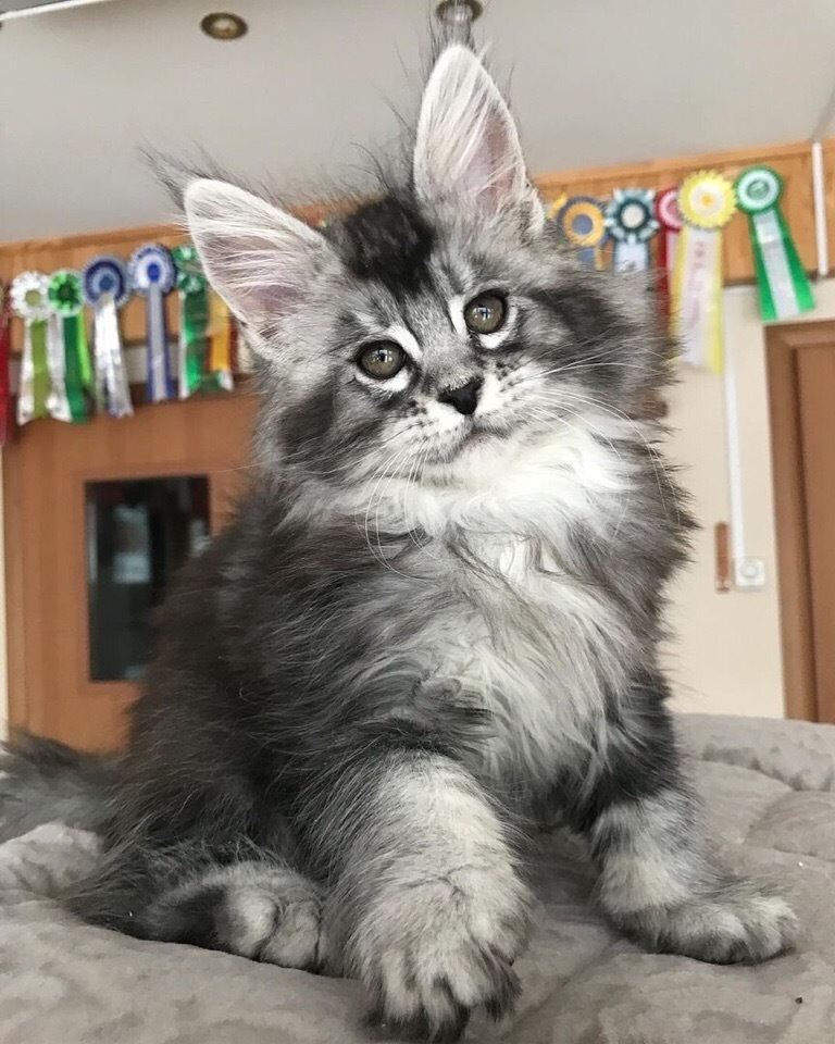 Maine Coon kittens - Milota, Kittens, Maine Coon, Longpost, cat