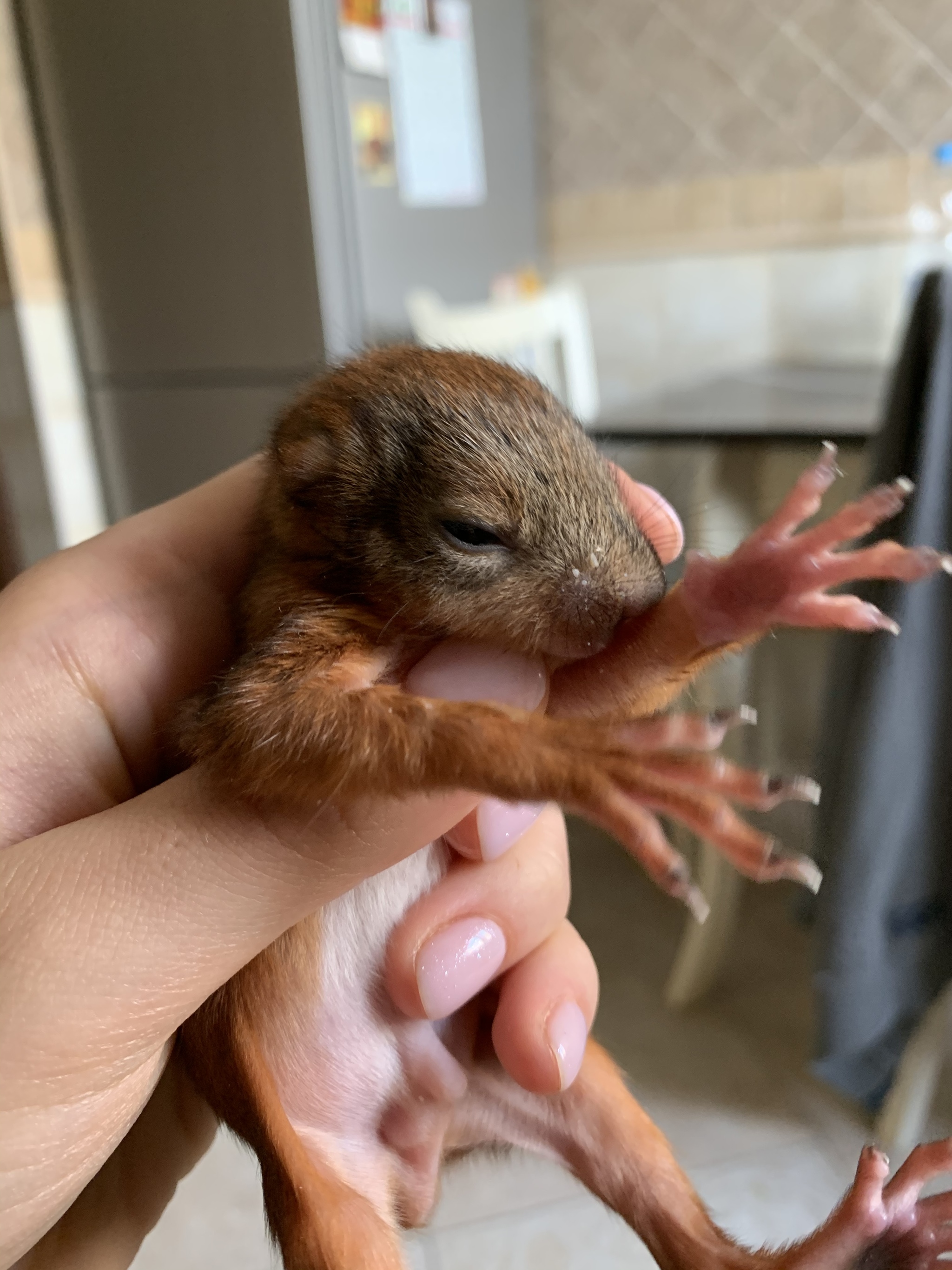 Unexpected little squirrel part 6 - My, Animals, Squirrel, Lost, Foundling, Squirrel, Longpost